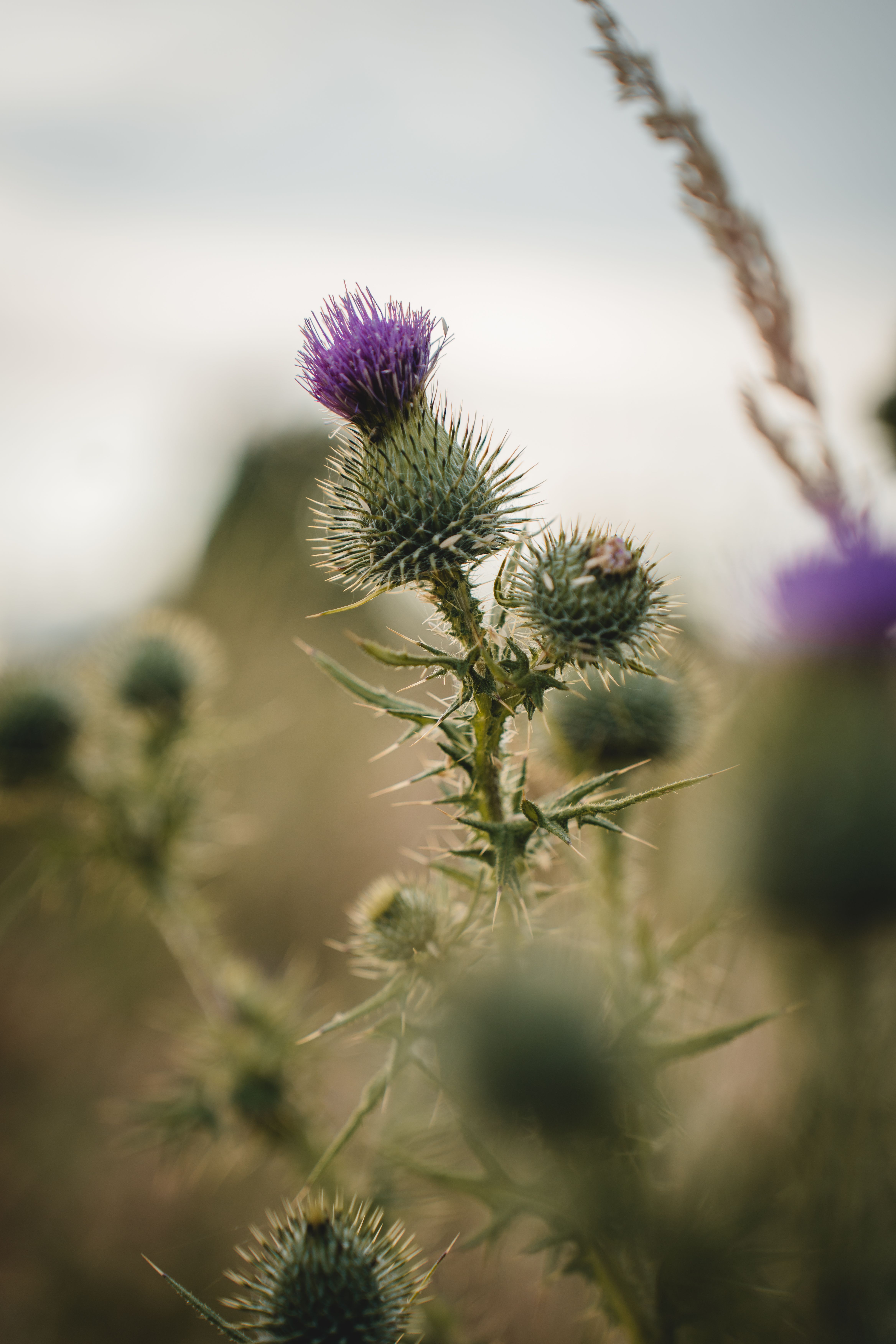 4672x7008 Scottish Thistle Photo, Download The BEST Free Scottish Thistle & HD Image