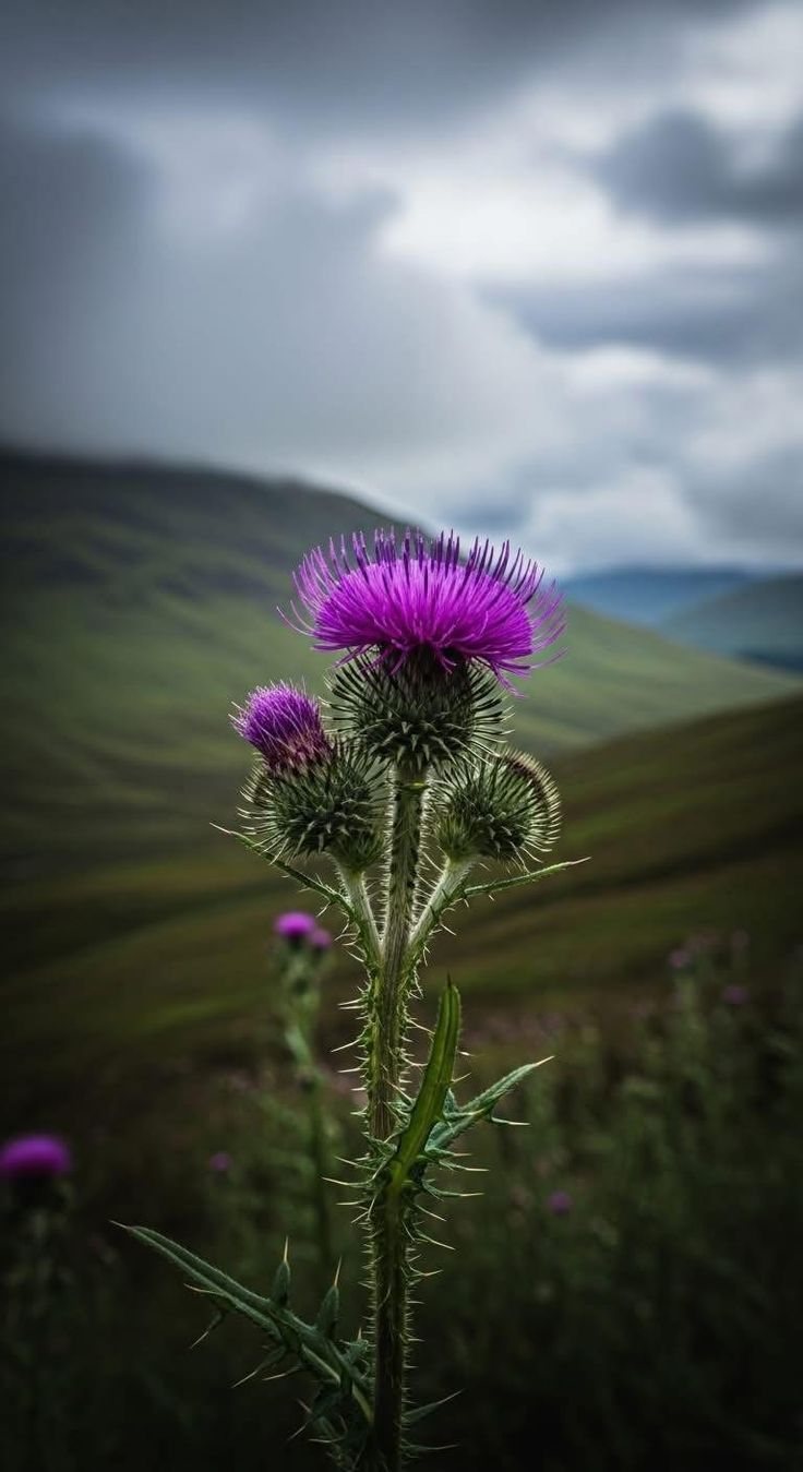 736x1349 Scotland thistle painting. Highlands scotland wallpaper, Scottish thistles, Scottish wallpaper iphone