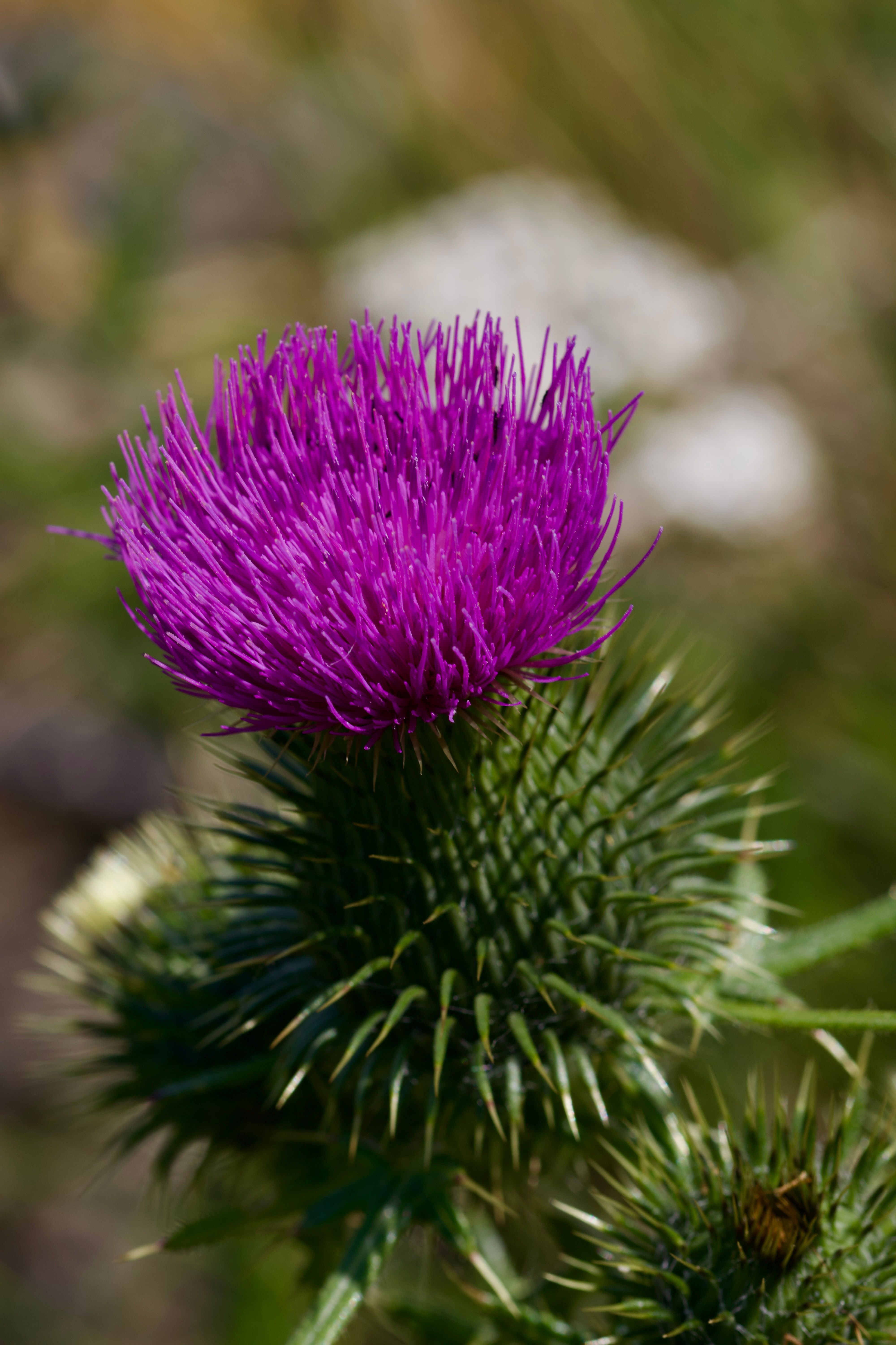 4000x6000 Scottish Thistle Photo, Download The BEST Free Scottish Thistle & HD Image