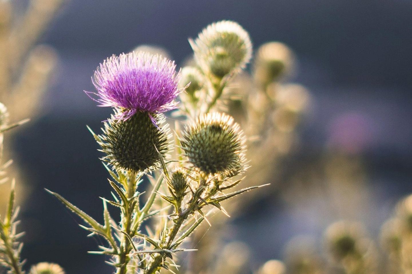 1440x957 The Scottish Thistle: A Symbol of Resilience and Pride