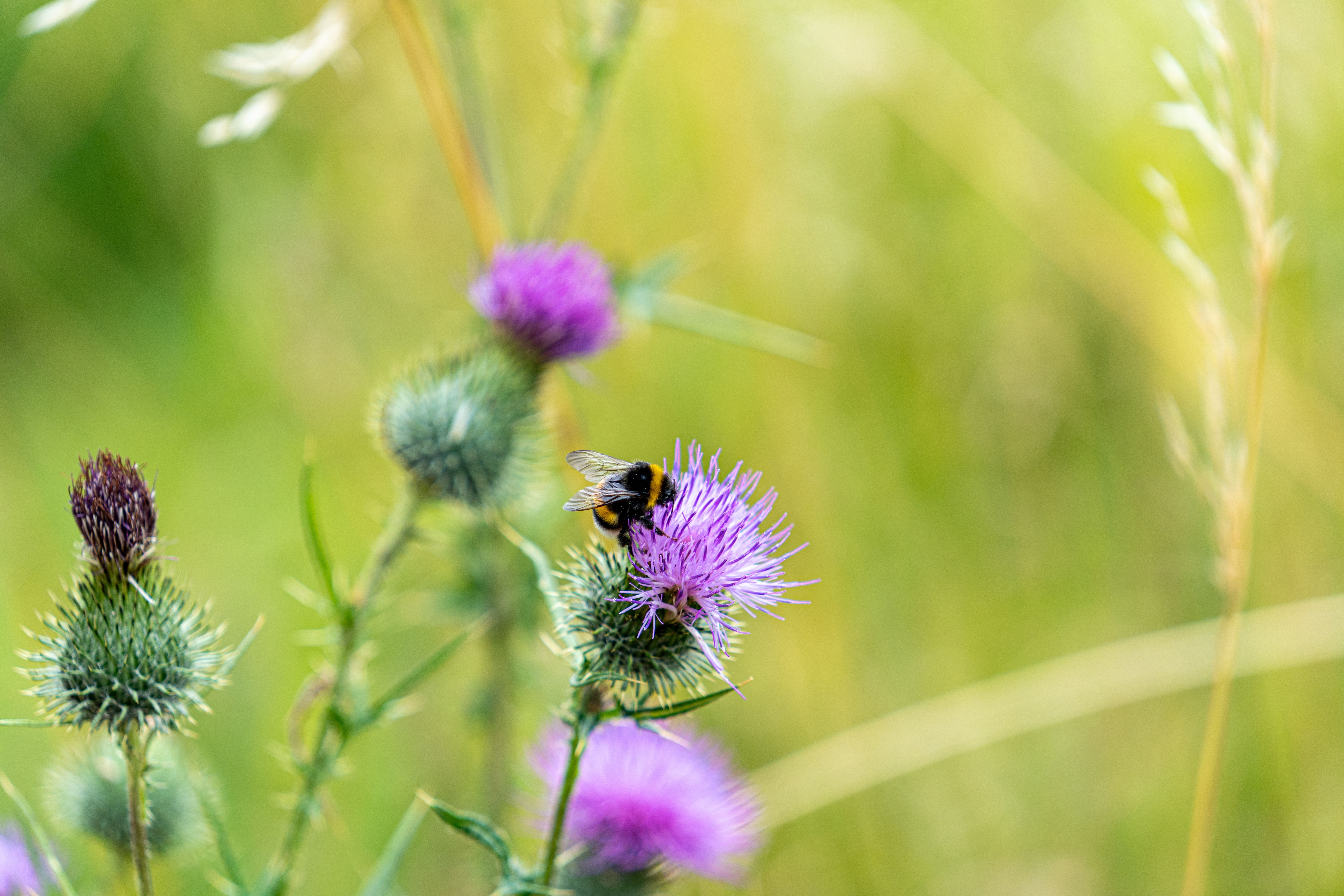 7008x4672 Scottish Thistle Photo, Download The BEST Free Scottish Thistle & HD Image