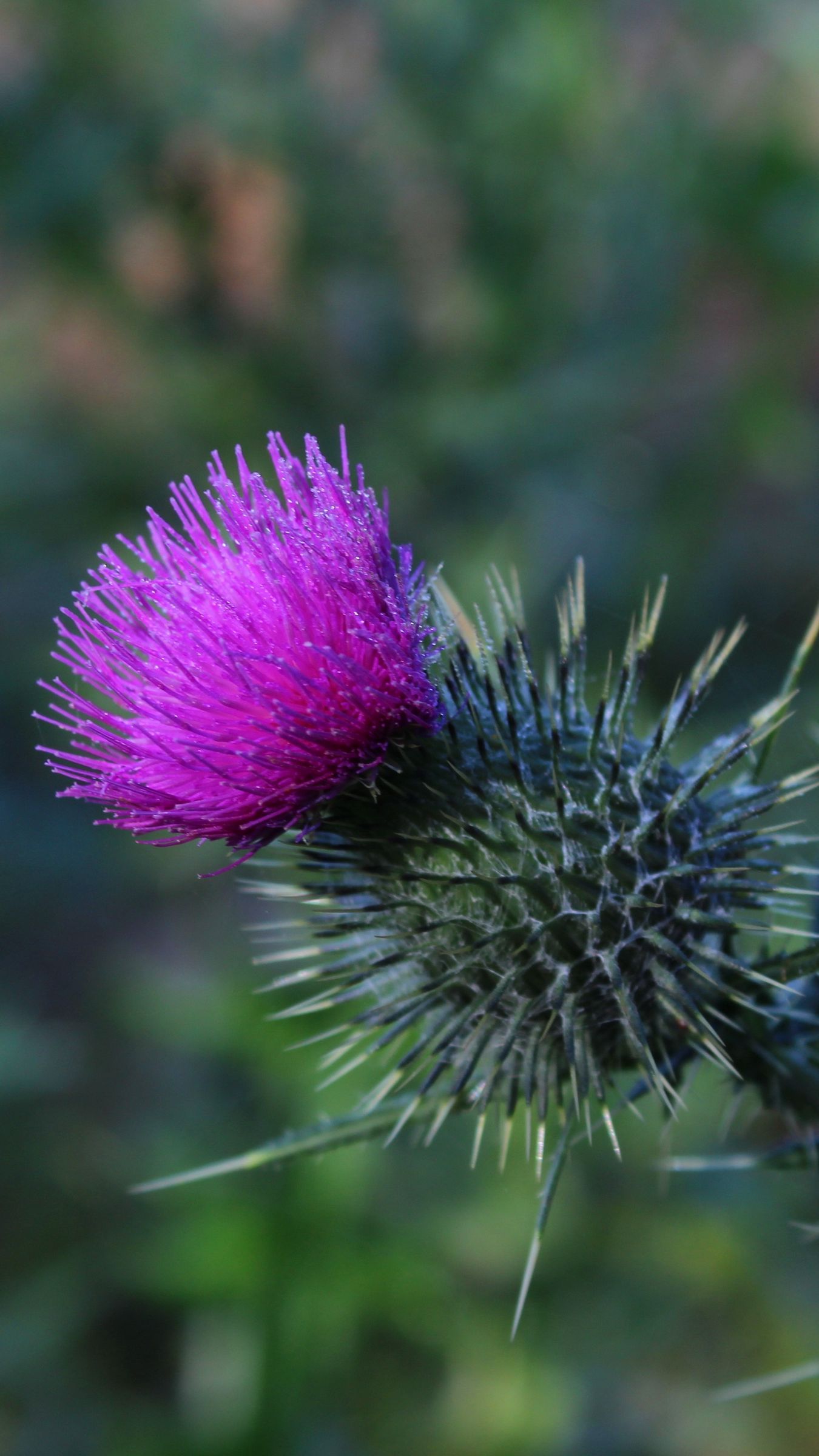 1350x2400 Download wallpaper 1350x2400 thistle, flower, spines iphone 8+/7+/6s+/for parallax HD background