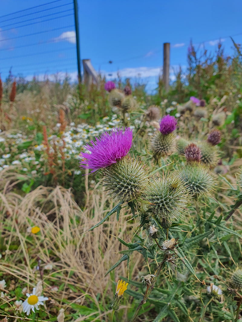 800x1067 Thistle, flower, flower, scotland, HD phone wallpaper