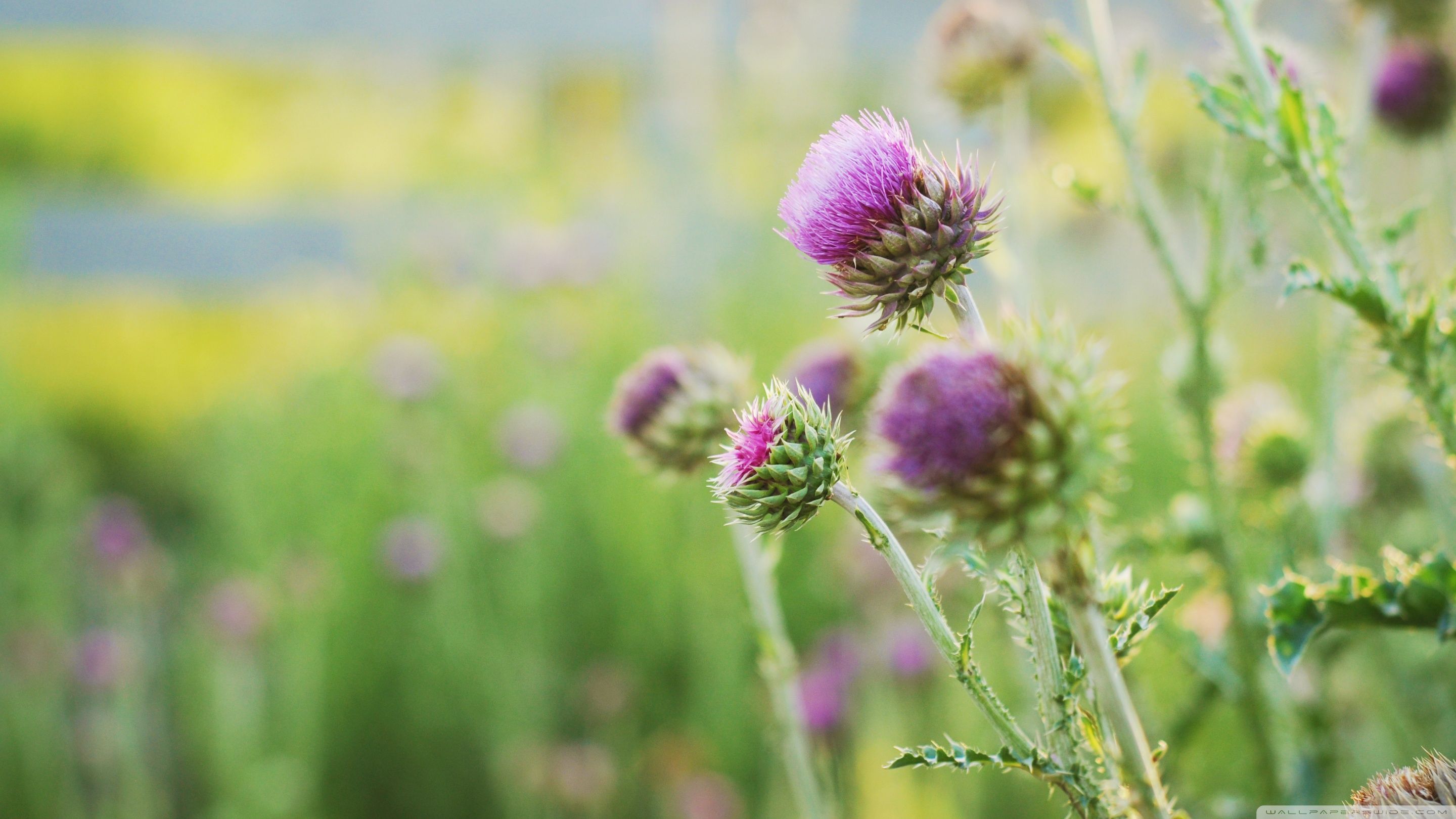2880x1620 Sunset Thistle 4K UHD Wallpaper for UltraHD Desktop and TV : Dual Monitor : Smartphone and Tablet Devices