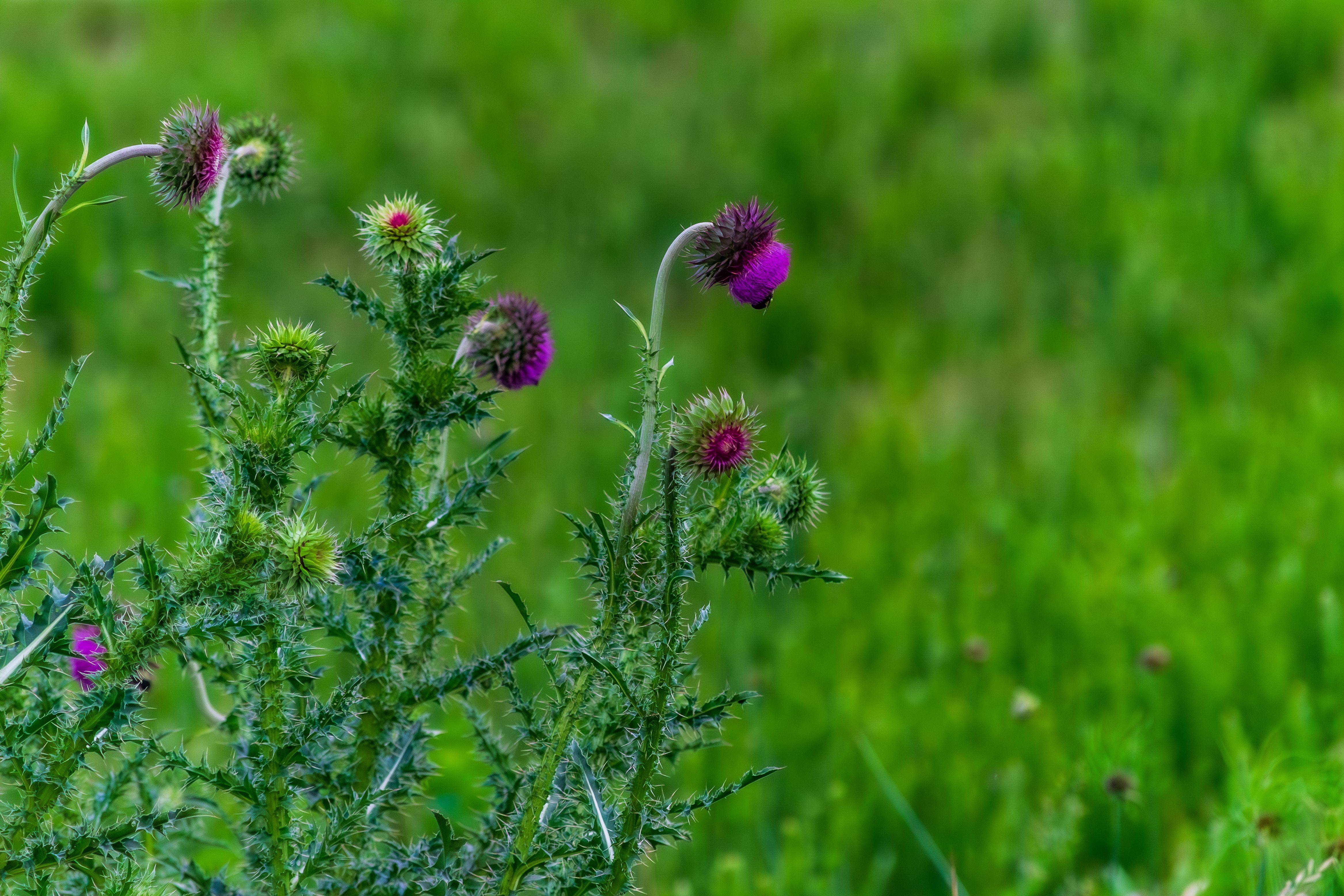 4669x3113 Scottish Thistle Photo, Download The BEST Free Scottish Thistle & HD Image