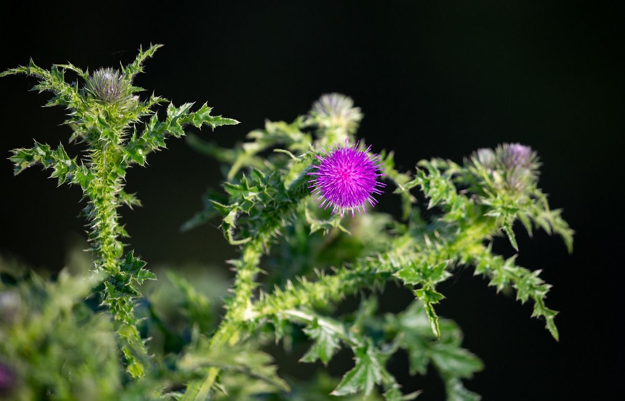 1280x822 Free Scottish Thistle & Thistle Image
