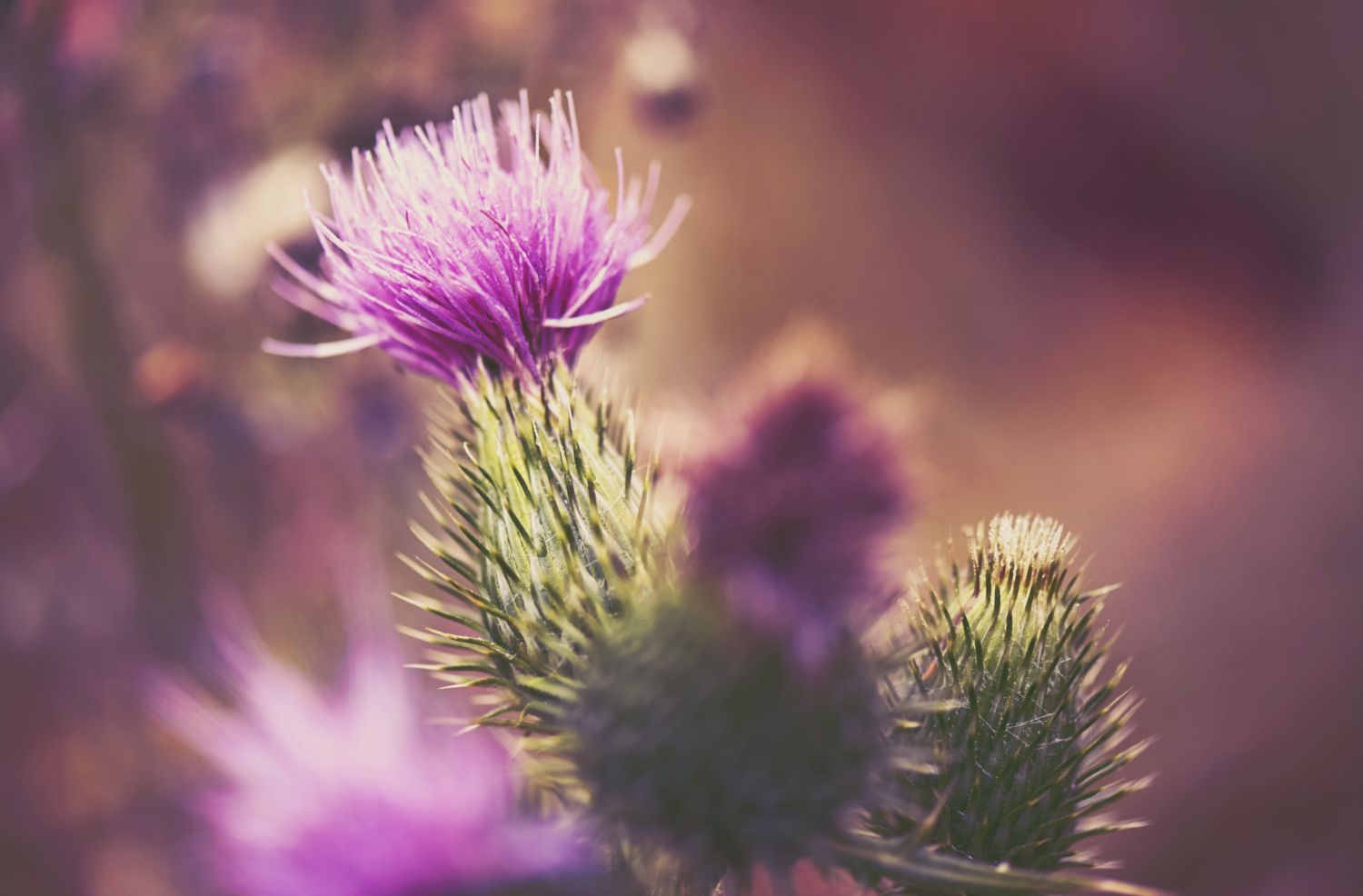 1500x986 Quintessential Scottish Plants N