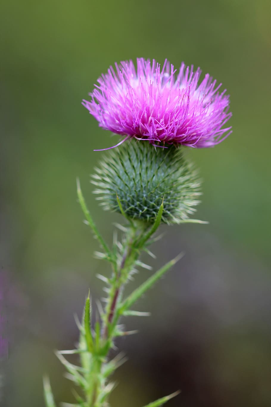 910x1365 HD wallpaper: thistle, weed, plant, flower, nature, wild, blossom, natural