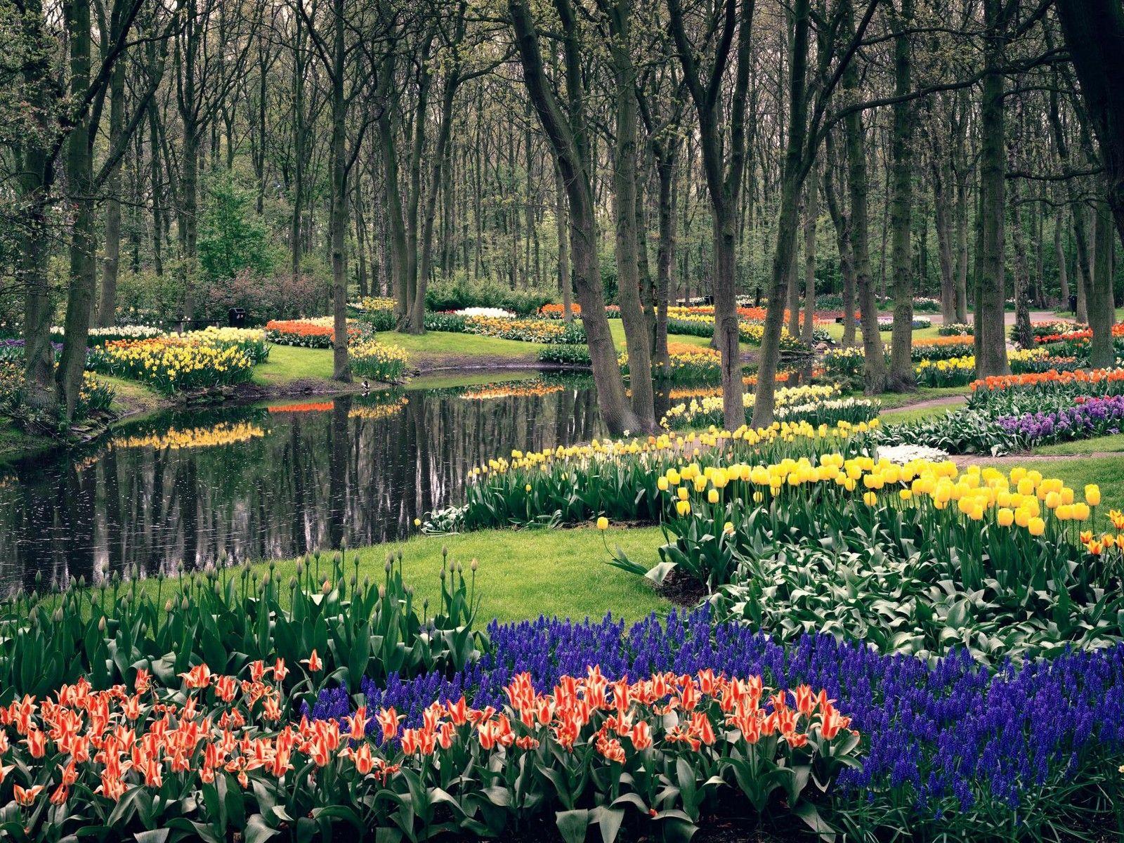 Цвет парки. Keukenhof Gardens Нидерланды. Парк кёкенхоф, Лиссе, Голландия. Цветочный парк кёкенхоф (Keukenhof Flower Garden), Нидерланды. Парк кёкенхоф Голландия 2021.