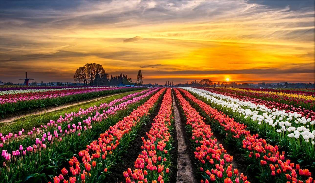 1289x750 Download 4500x2617 Wallpaper Sunrise, Tulips, Flower, Keukenhof