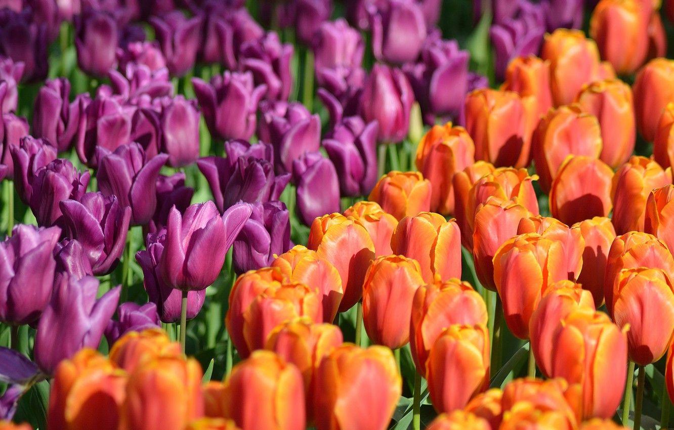 1332x850 Wallpaper Park, tulips, Netherlands, buds, a lot, Netherlands