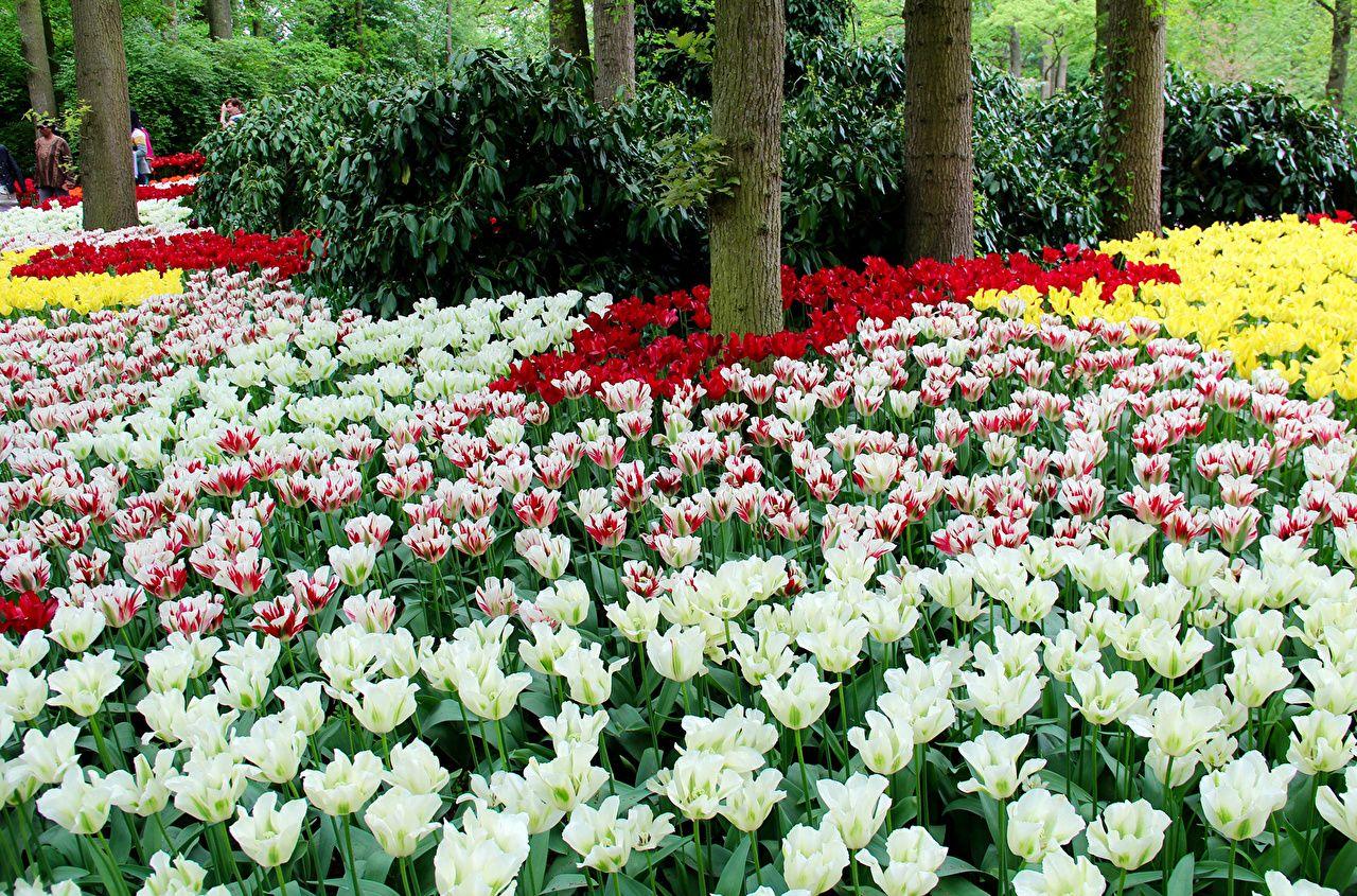 1280x845 Desktop Wallpaper Netherlands Keukenhof Gardens Tulips Parks