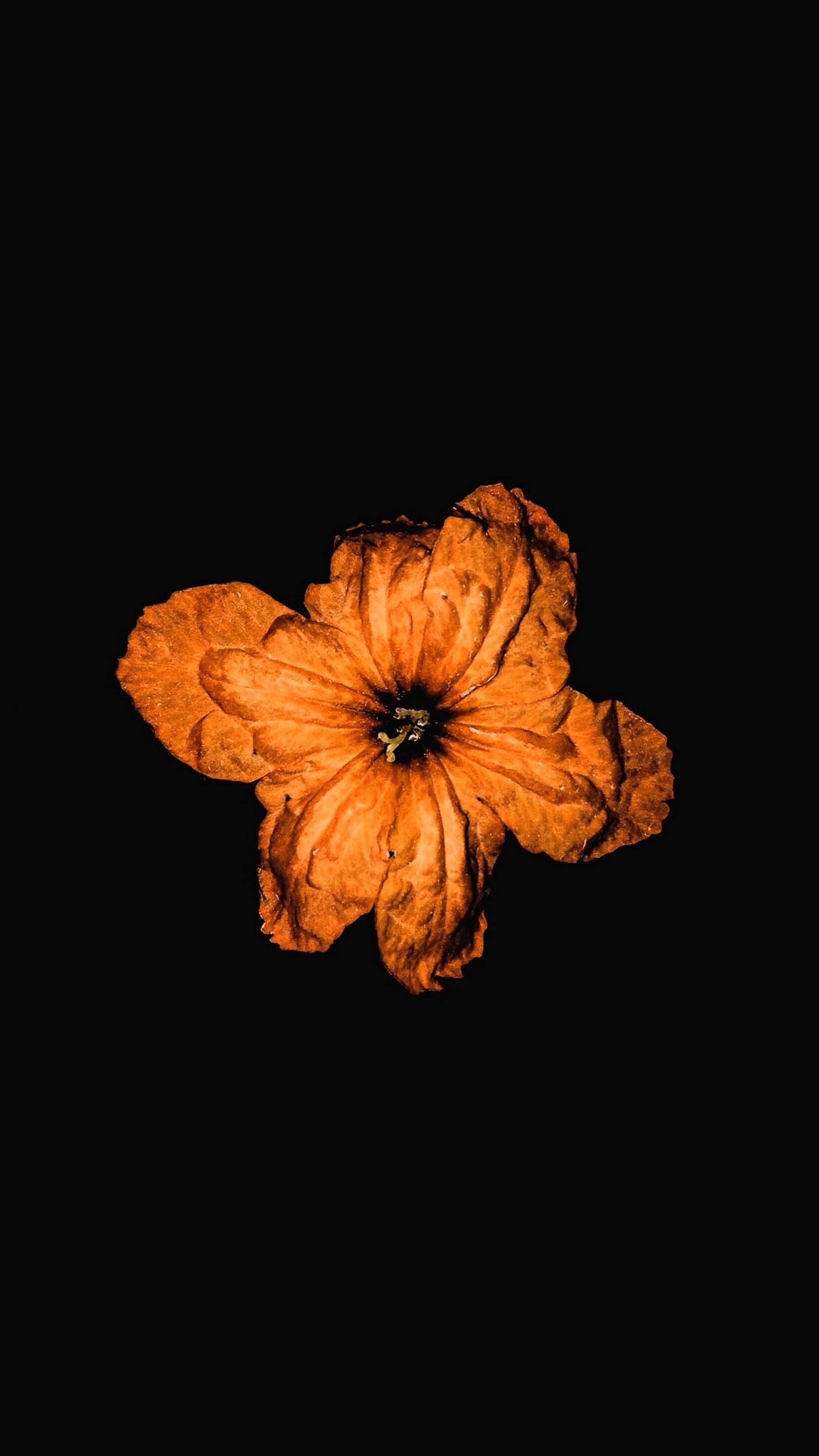 2160x3840 Honor X6 Wallpaper
