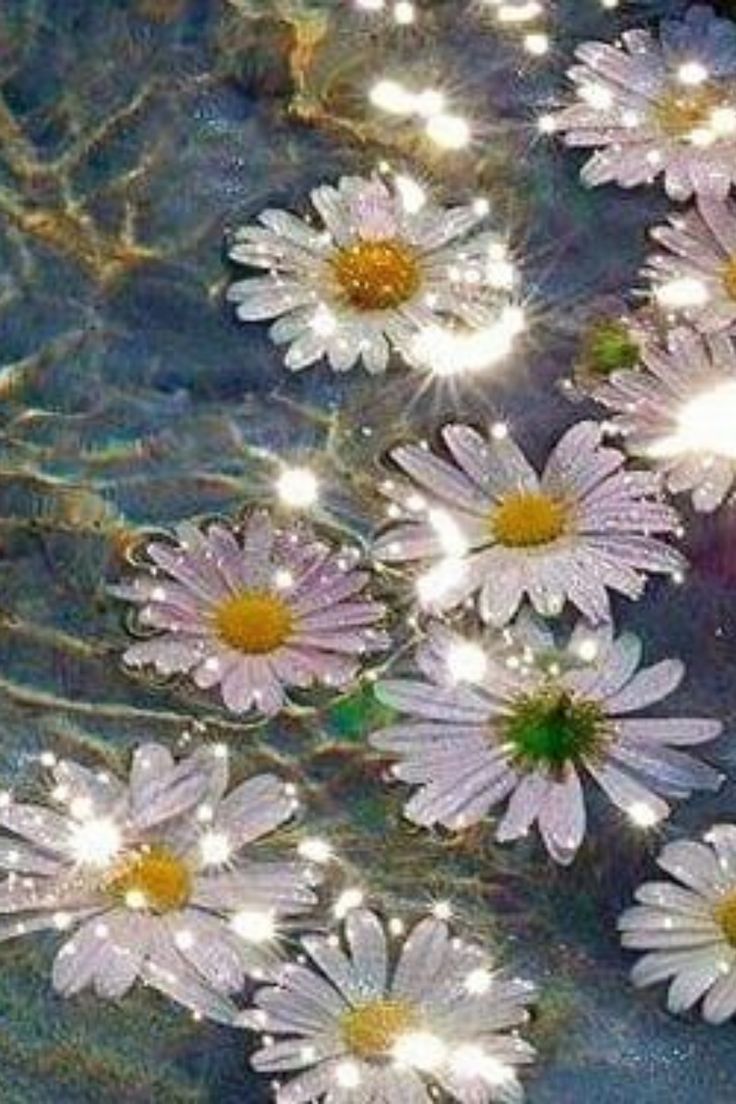 736x1104 Aesthetic Daisy vibe Wallpaper HD