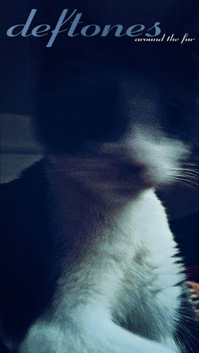 677x1200 Deftones Cat Wallpaper. Bandas legais, Papeis de parede rock, Gatos legais