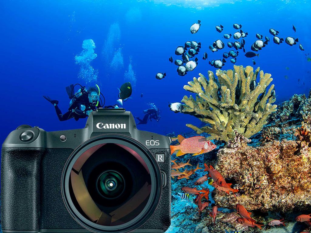 1024x768 Transitioning to Canon Full Frame Mirrorless. Canon EOS R Underwater