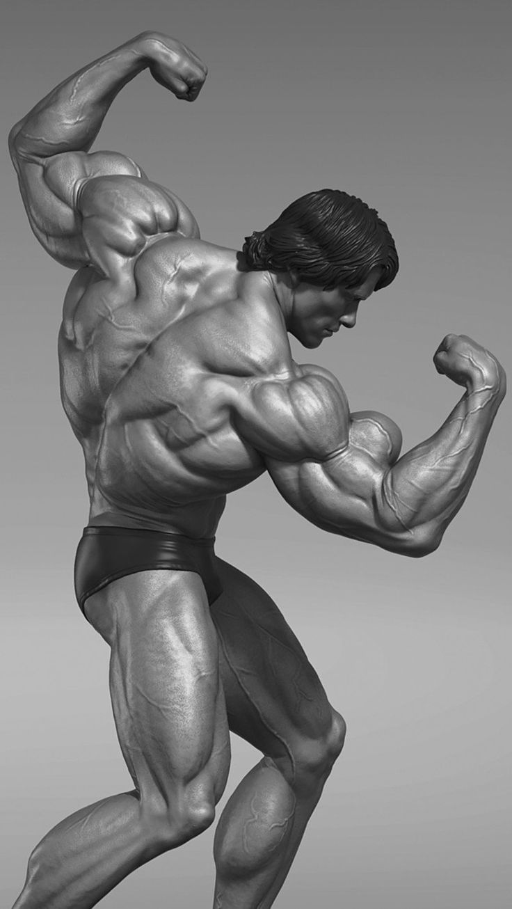 736x1306 Bodybuilder anatomy. Body builder anatomy, Arnold back pose, Arnold schwarzenegger bodybuilding