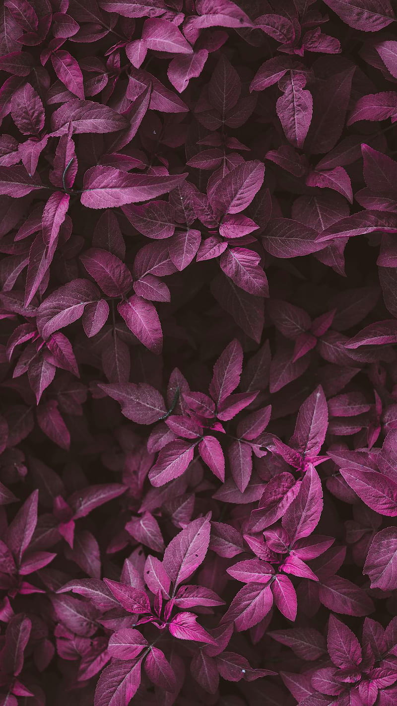 800x1422 Pink leaves, dark pink, nature, HD phone wallpaper