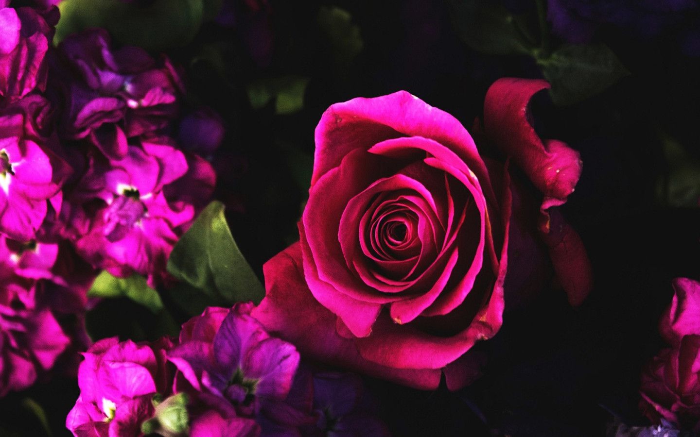 1440x900 Dark Pink Rose Wallpaper 45602