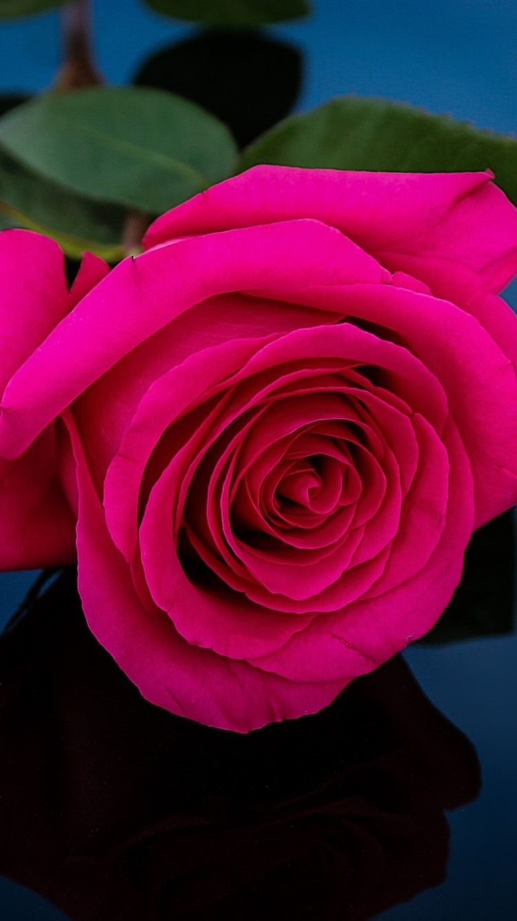 750x1334 Pink Rose, Petals, Darkness 750x1334 IPhone 8 7 6 6S Wallpaper, Background, Picture, Image