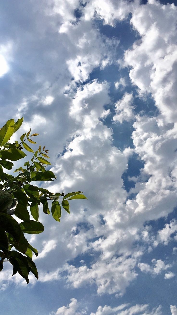 736x1308 Nature wallpaper (clouds and trees)