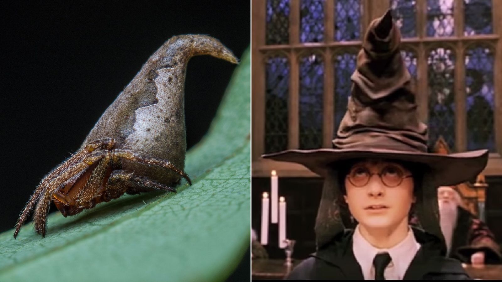 1600x900 New spider species named after 'Harry Potter' sorting hat