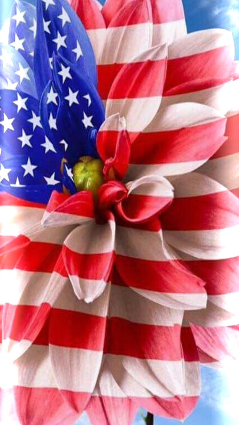 800x1422 4th of july, fireworks, flag, flower, holiday, patriotic, HD phone wallpaper