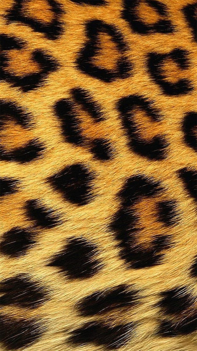 800x1422 Cheetah, jaguar, leopard, HD phone wallpaper