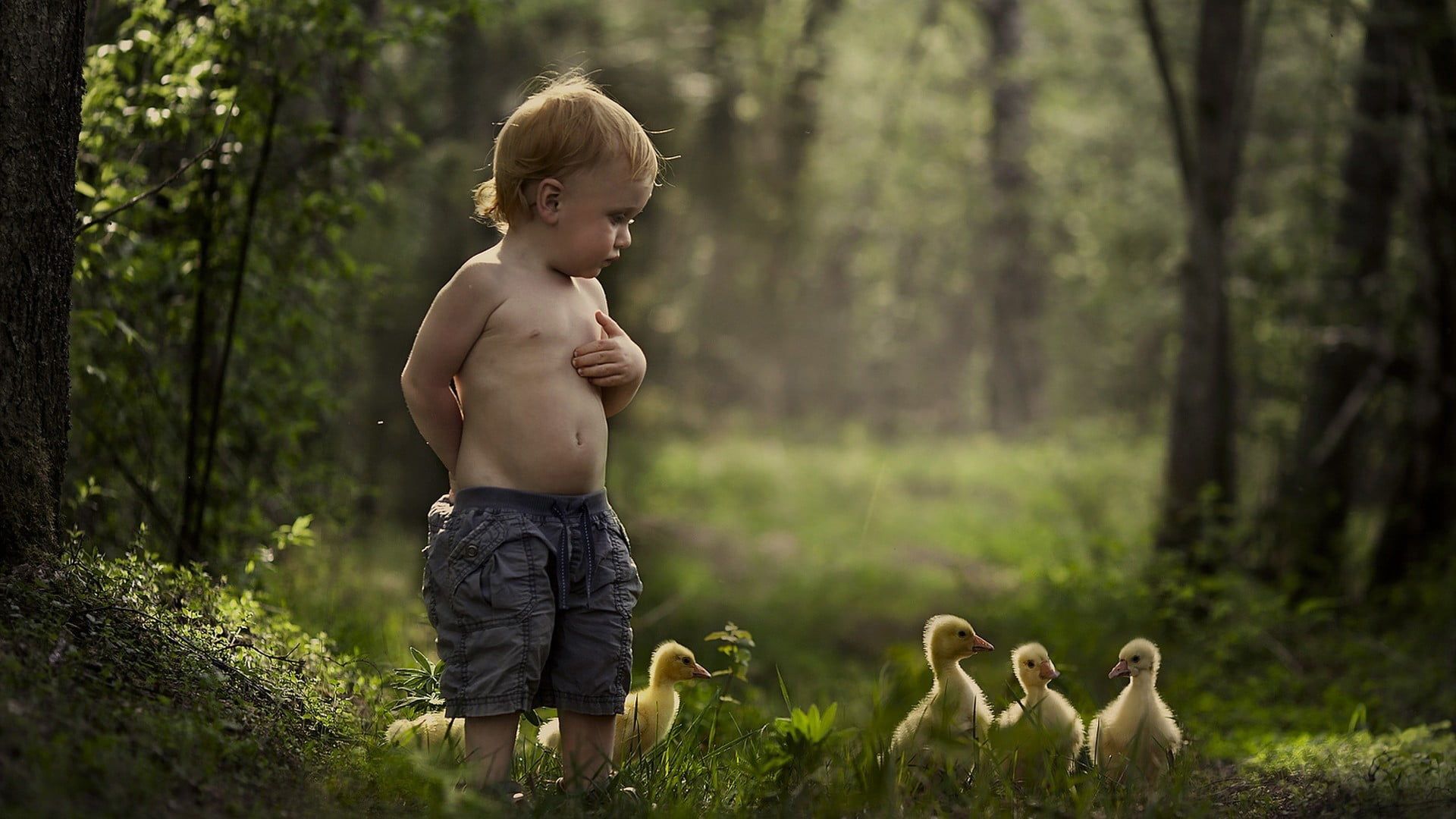 1920x1080 Cute Little Boy Is Standing Near Yellow Chicks In Blur Forest Background HD Cute Wallpaper