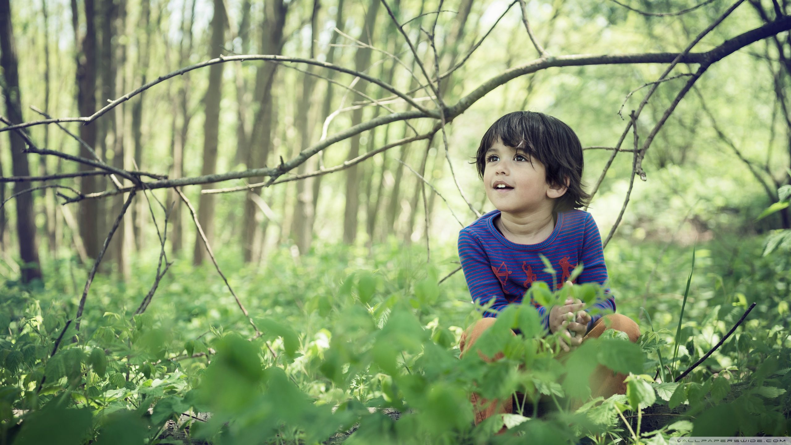 2560x1440 Cute Child Boy, Forest, Springtime 4K UHD Wallpaper for UltraHD Desktop and TV : Widescreen and UltraWide Display : Dual Monitor : Smartphone and Tablet Devices