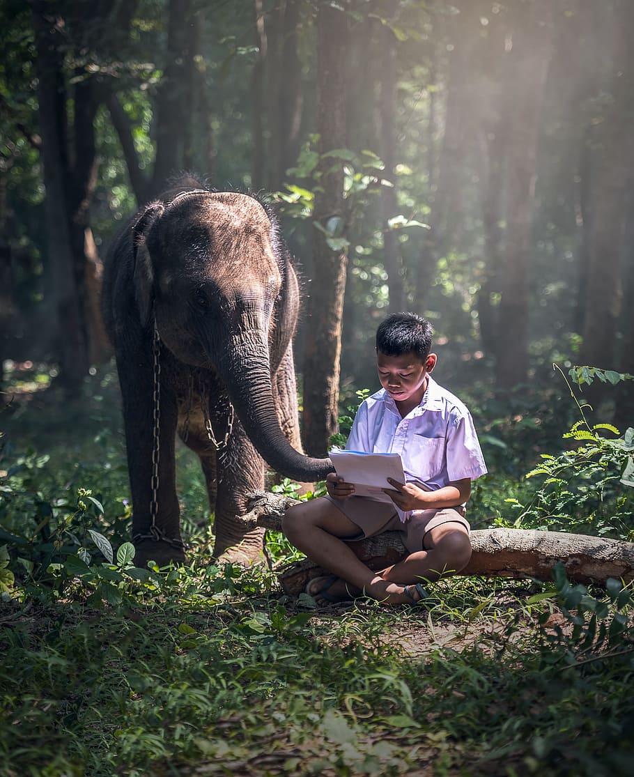910x1115 HD Wallpaper: Boy In White Button Up T Shirt Beside Brown Elephant, Back, Background