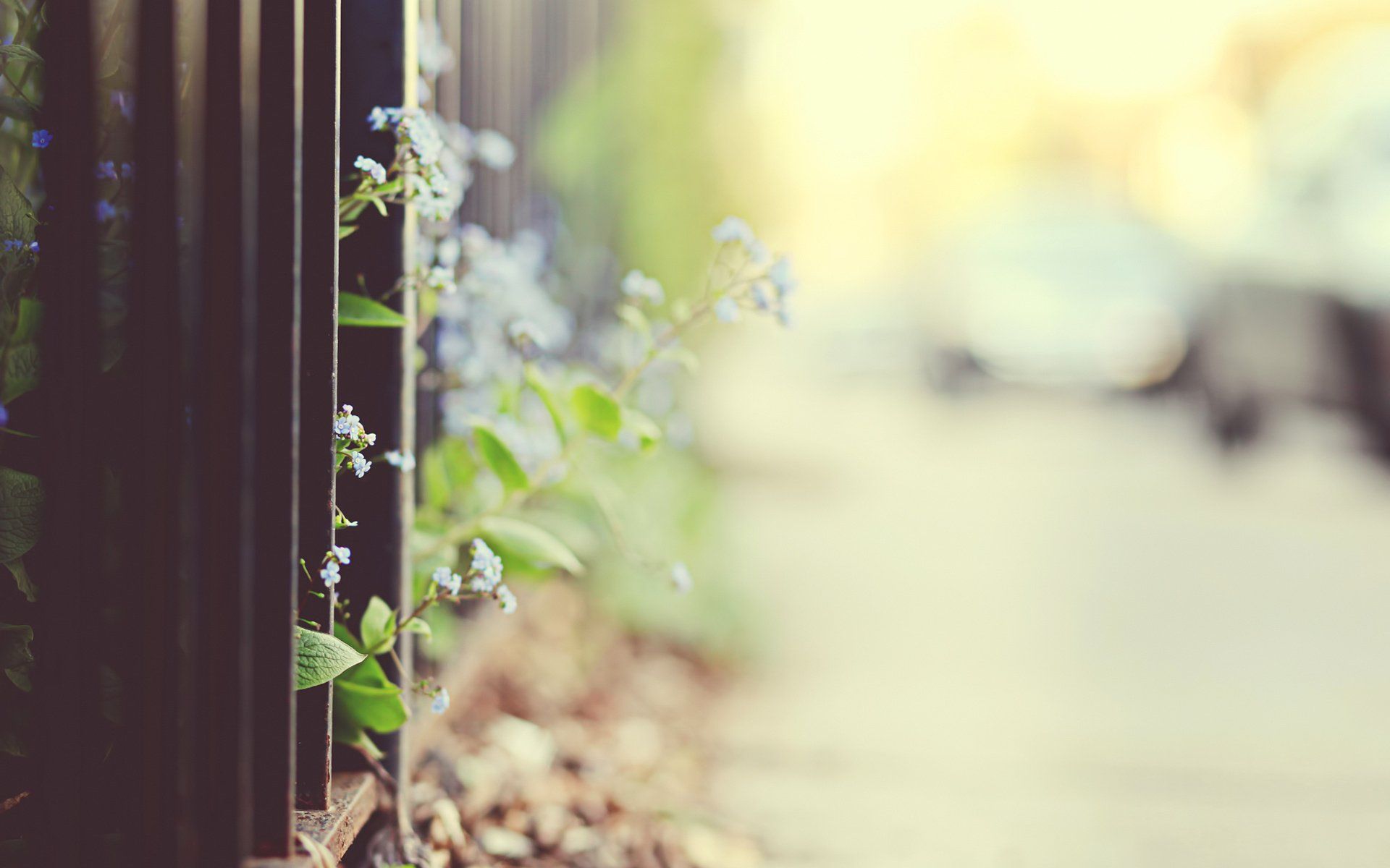 1920x1200 Iron Fence & Roadside Blooms