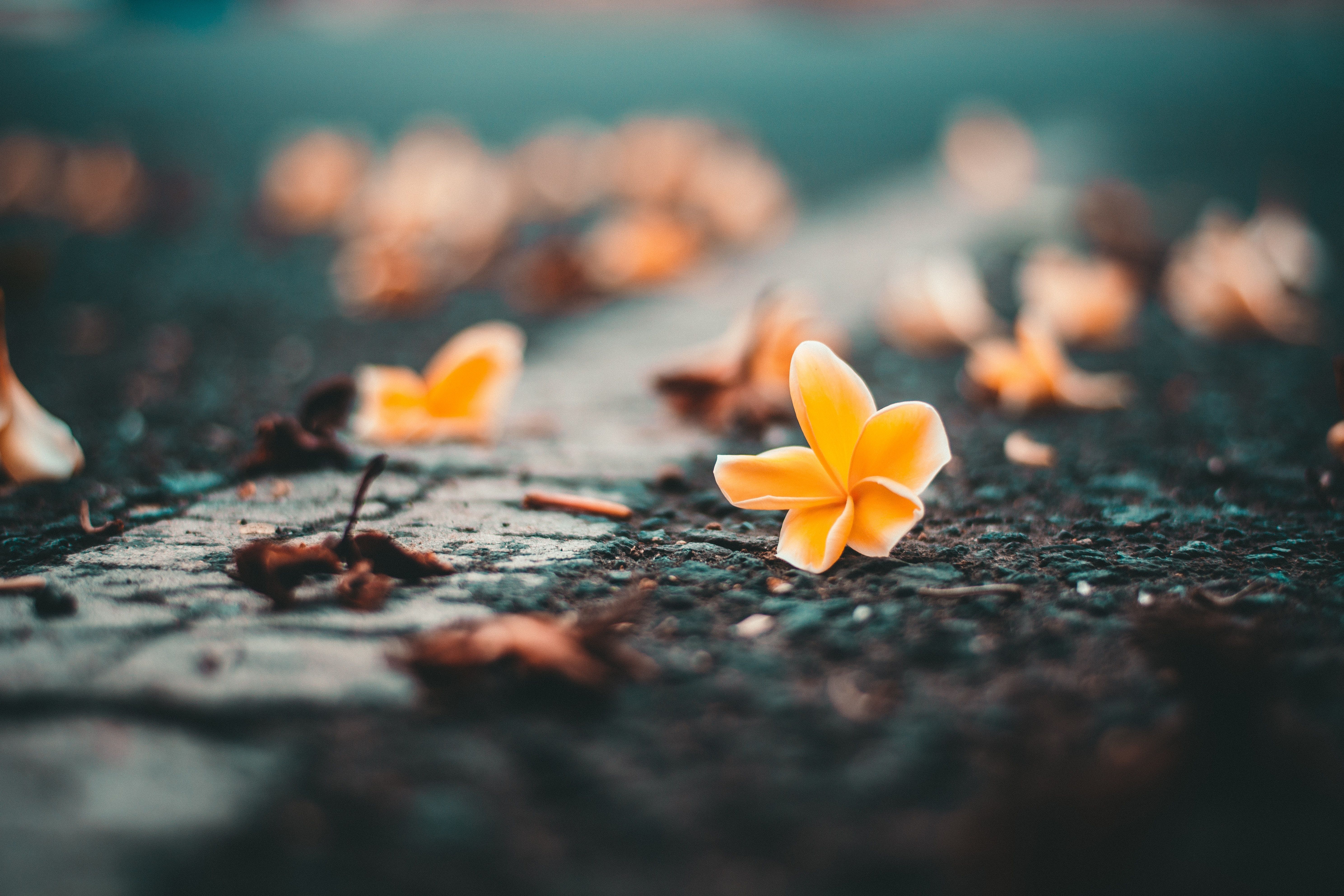 5953x3969 Yellow Flower On Roadside One Plus 5T, Honor 7x, Honor view Lg Q6 , HD 4k Wallpaper, Image, Background, Photos and Picture
