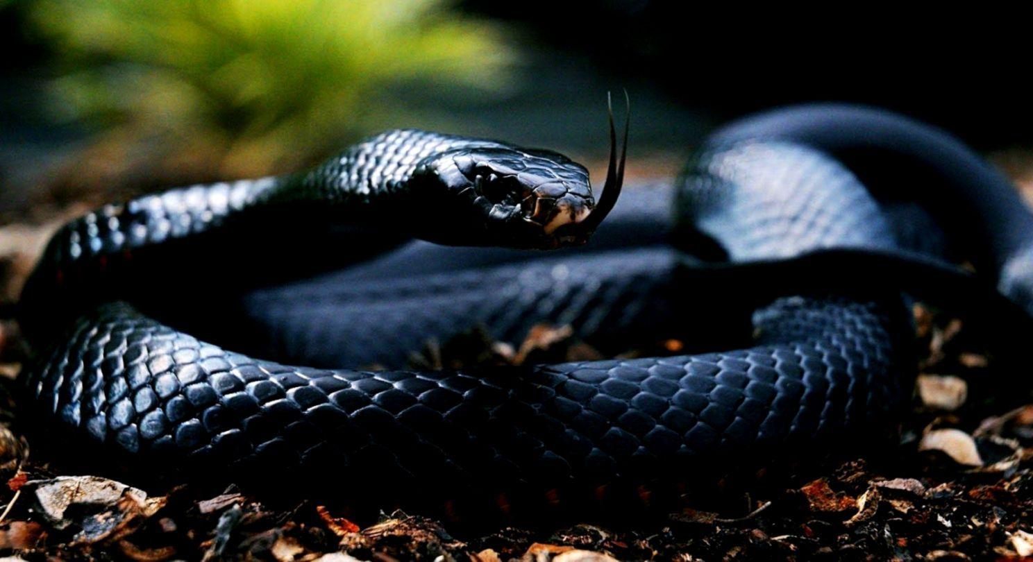 1488x810 Awesome Black Mamba Snake Wide HD Wallpaper Free Snake Image