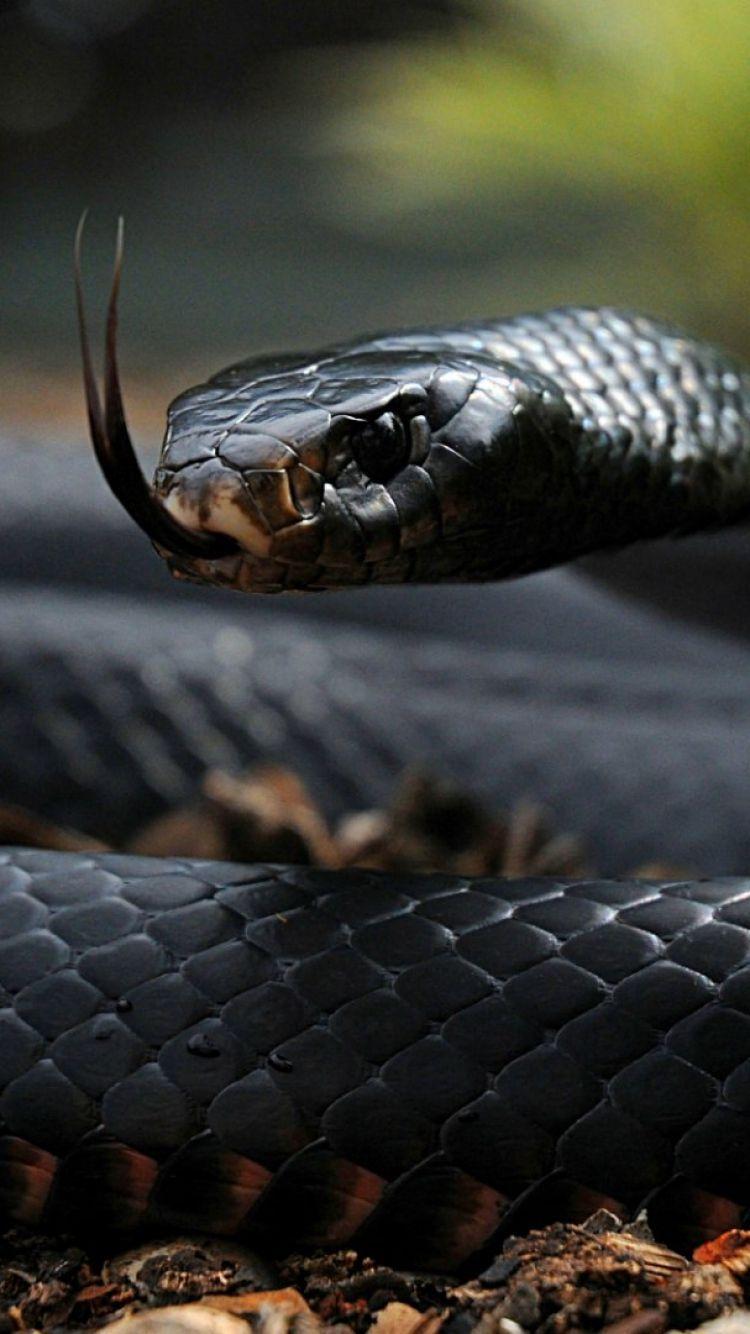 750x1334 Snake Eyes Wallpaper HD