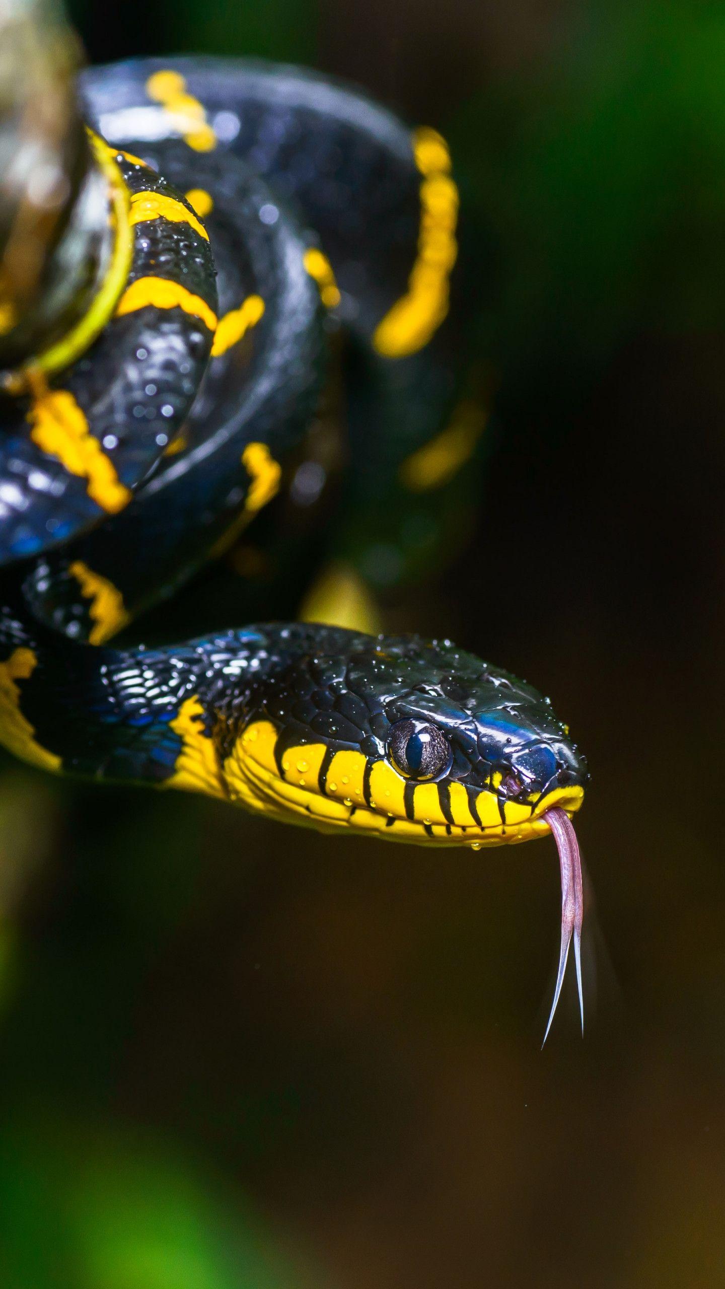 Viper Snake Black Wallpaper
