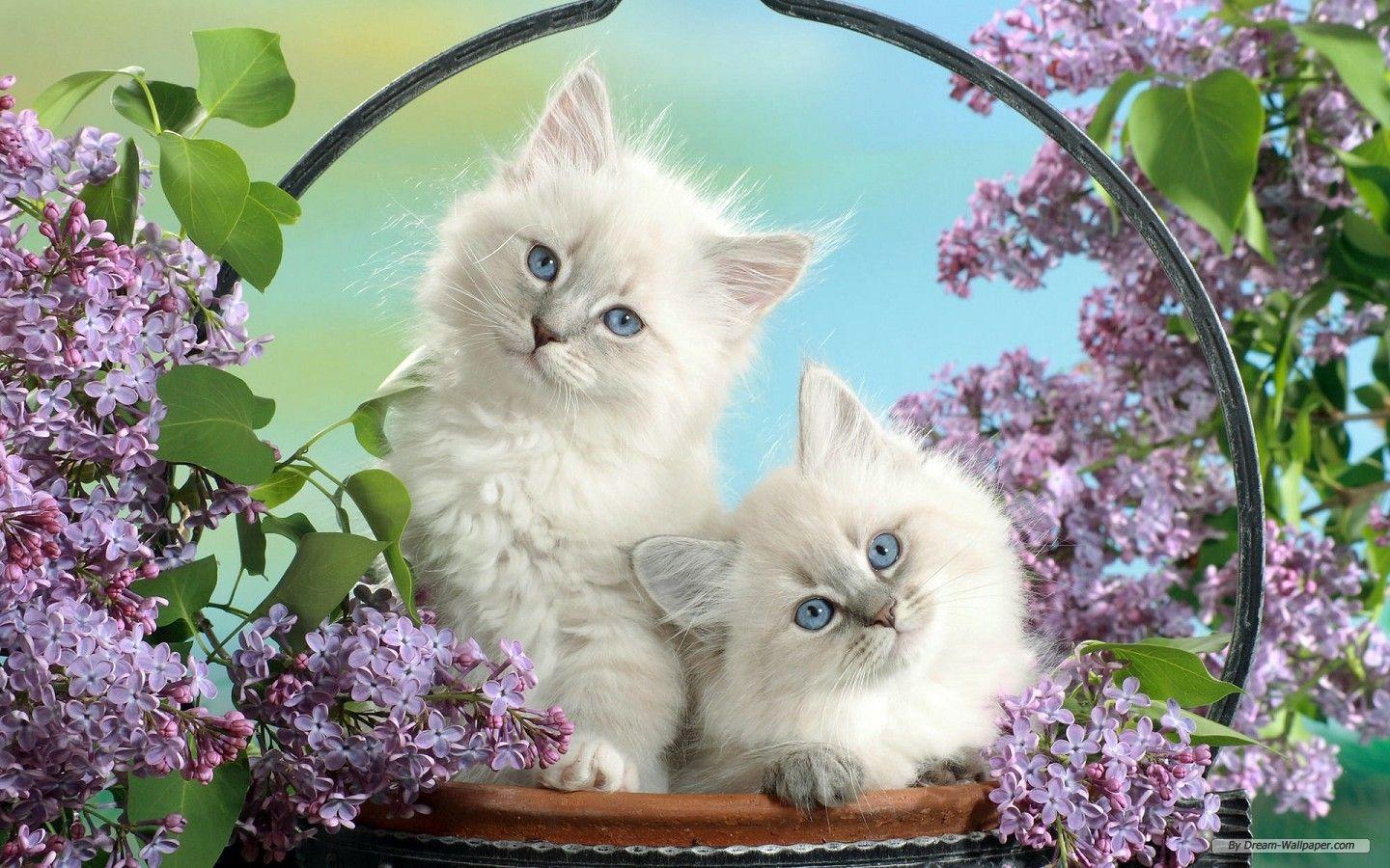 1440x900 Animals Free Animal Cute 380067 Wallpaper wallpaper