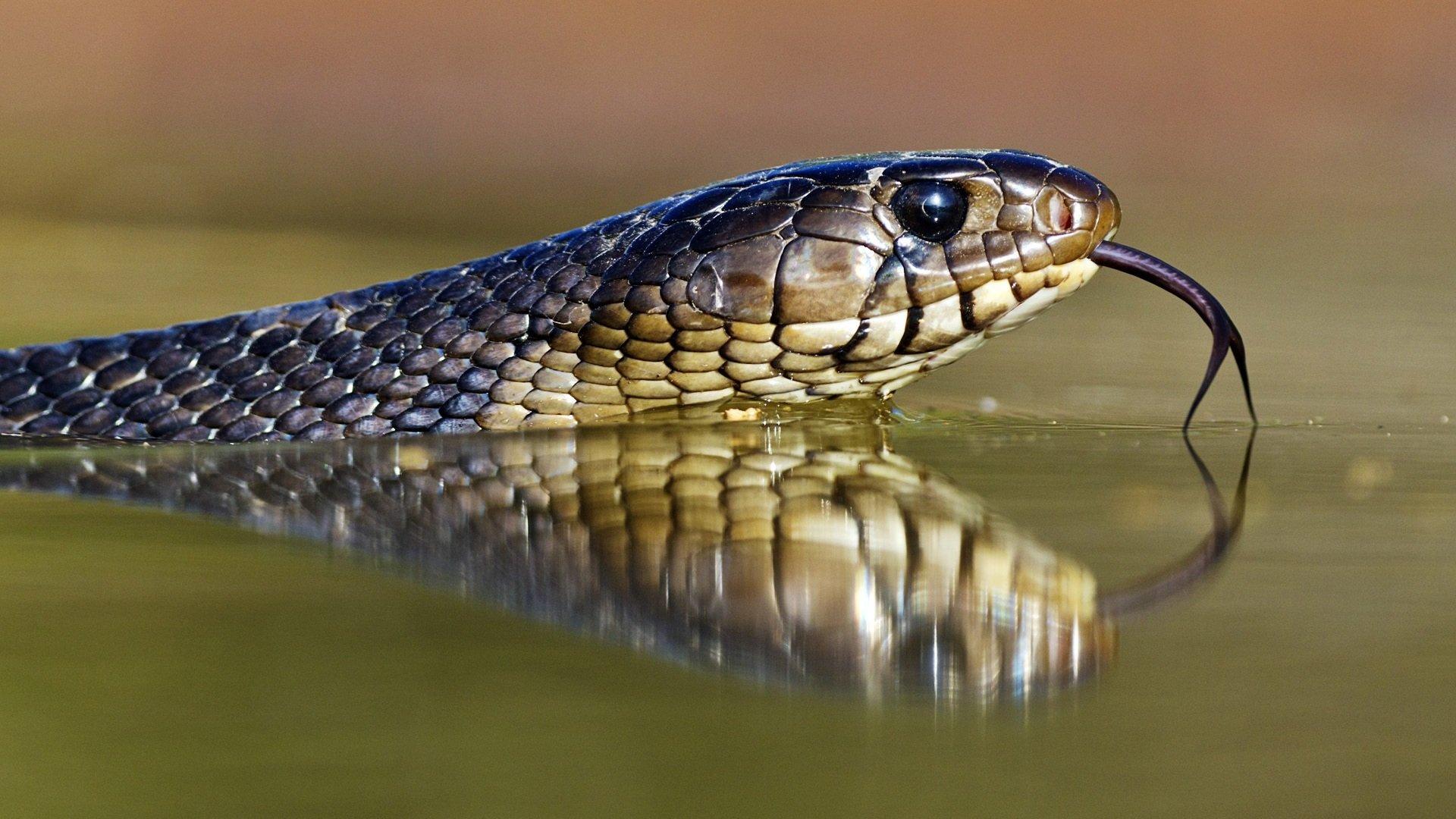 1920x1080 Download full HD 1080p Snake desktop wallpaper for free