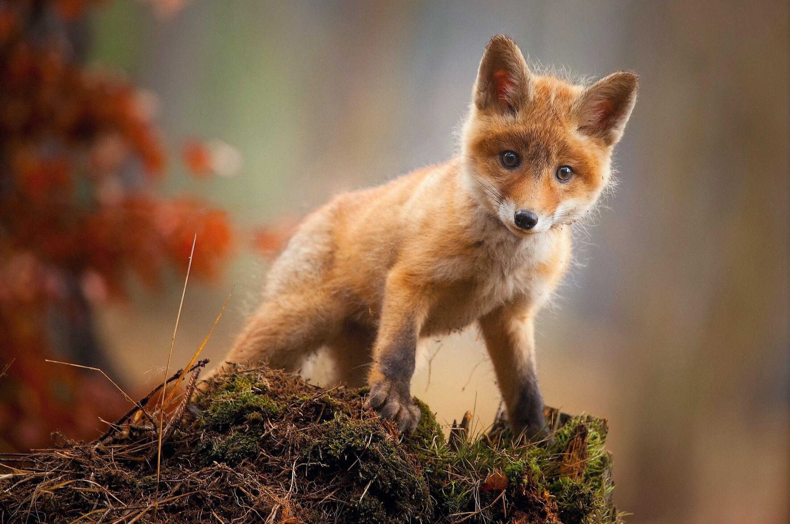 2560x1700 Fox Cub Baby Animal Cute HD Chromebook Pixel HD 4k