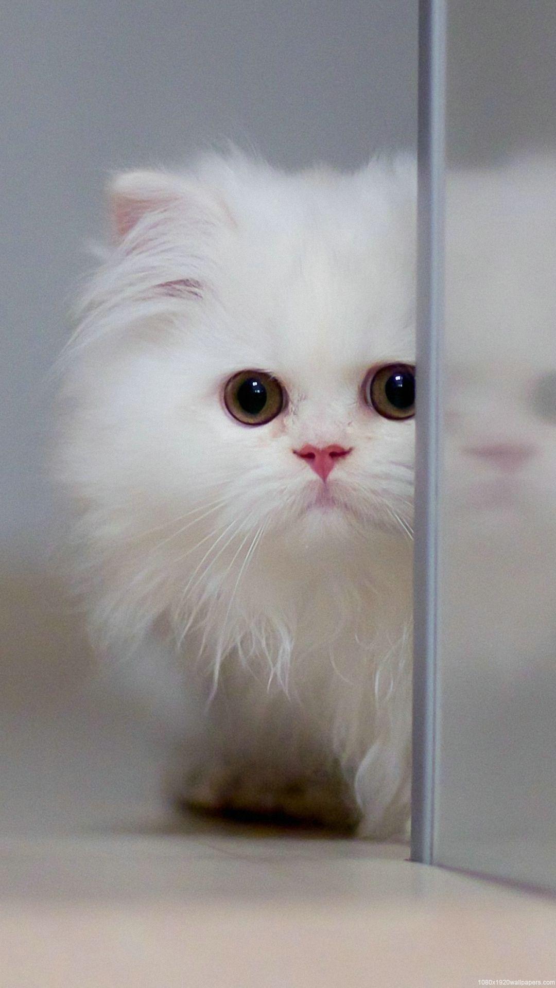 1080x1920 Animal Cute White Kitty Wallpaper HD