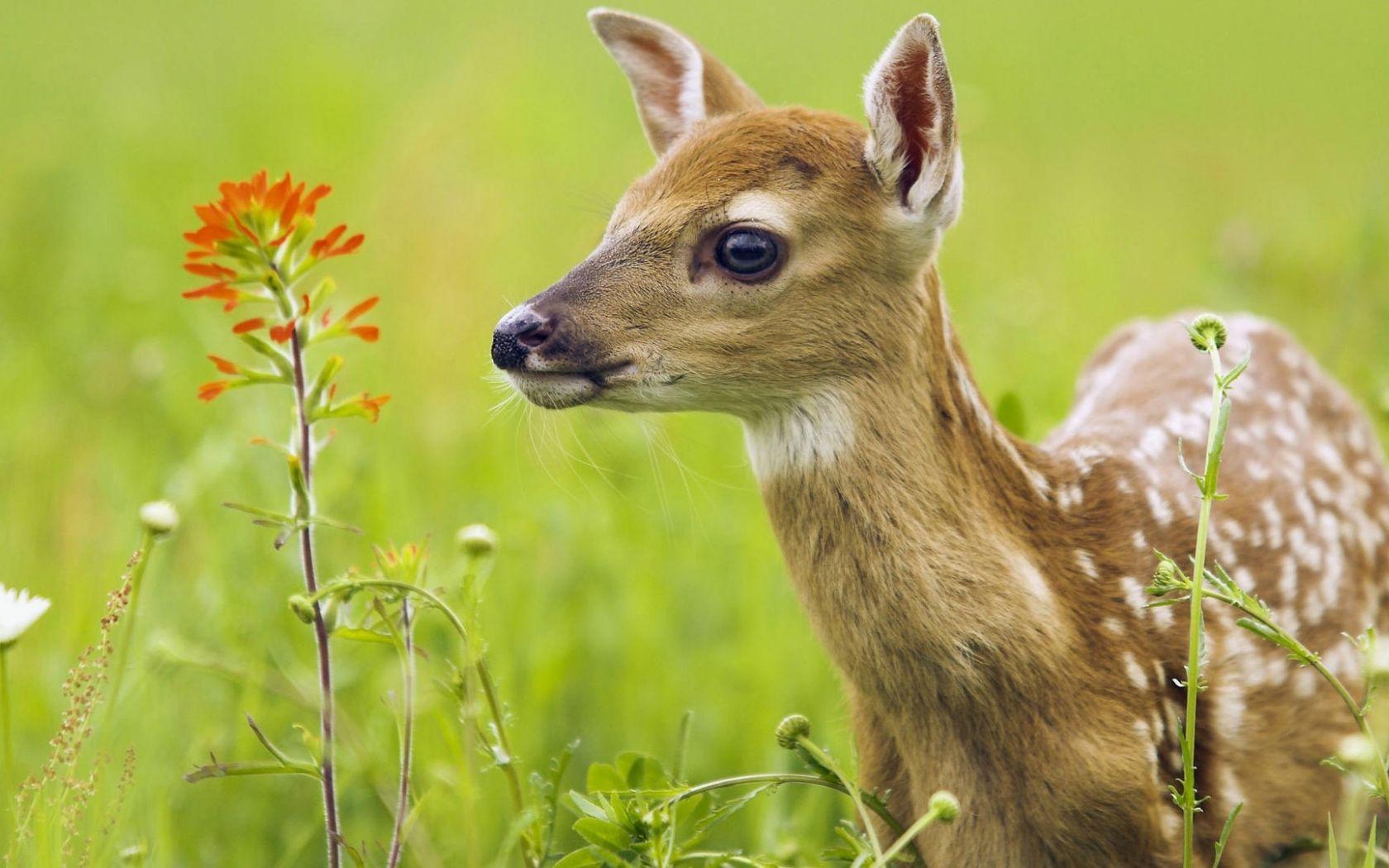 1680x1050 Free download beautiful and cute animals wallpaper 23 1920x1080