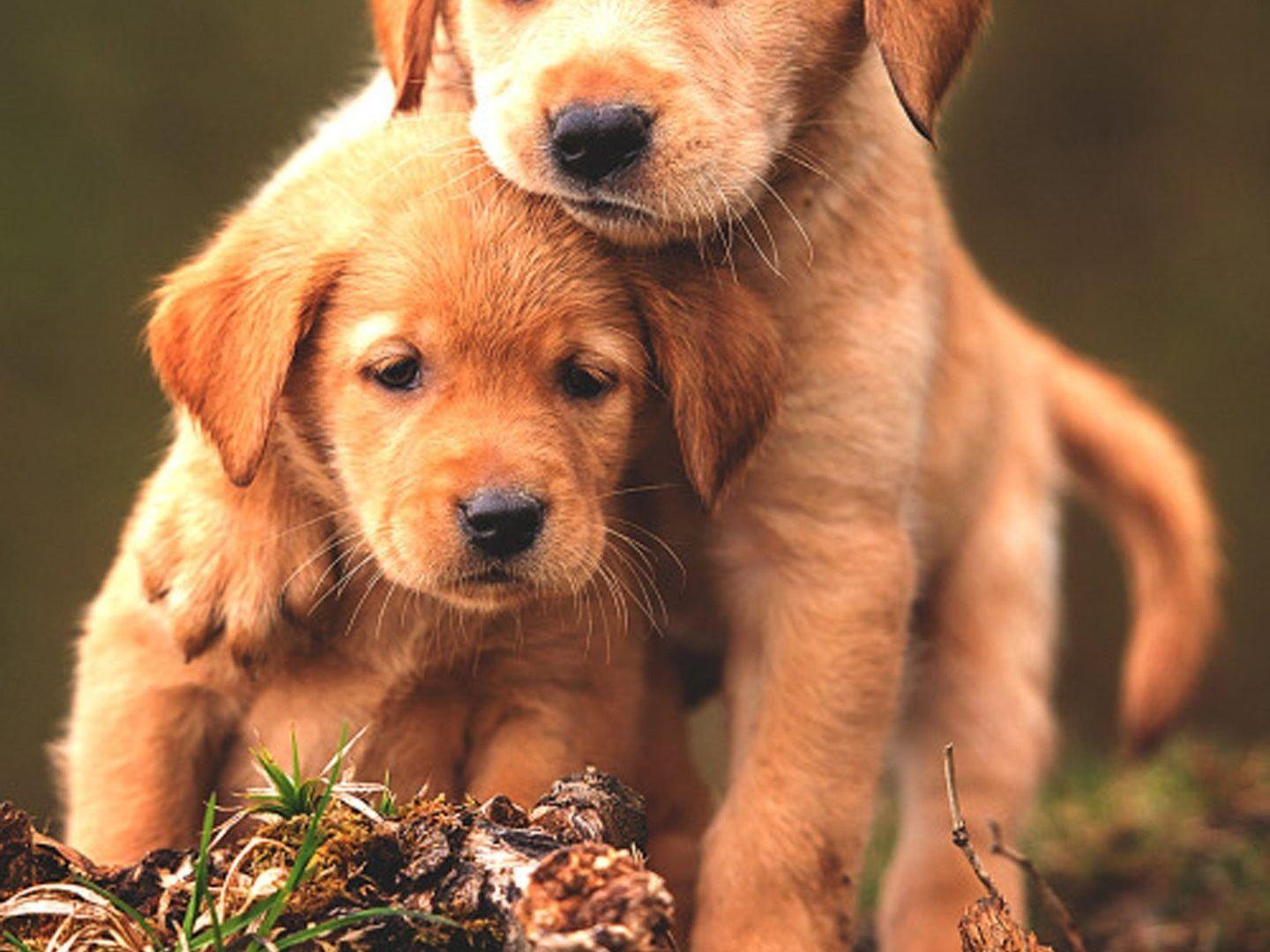 1440x1080 Free Download Cute Baby Animal Wallpaper Baby Animals Dog