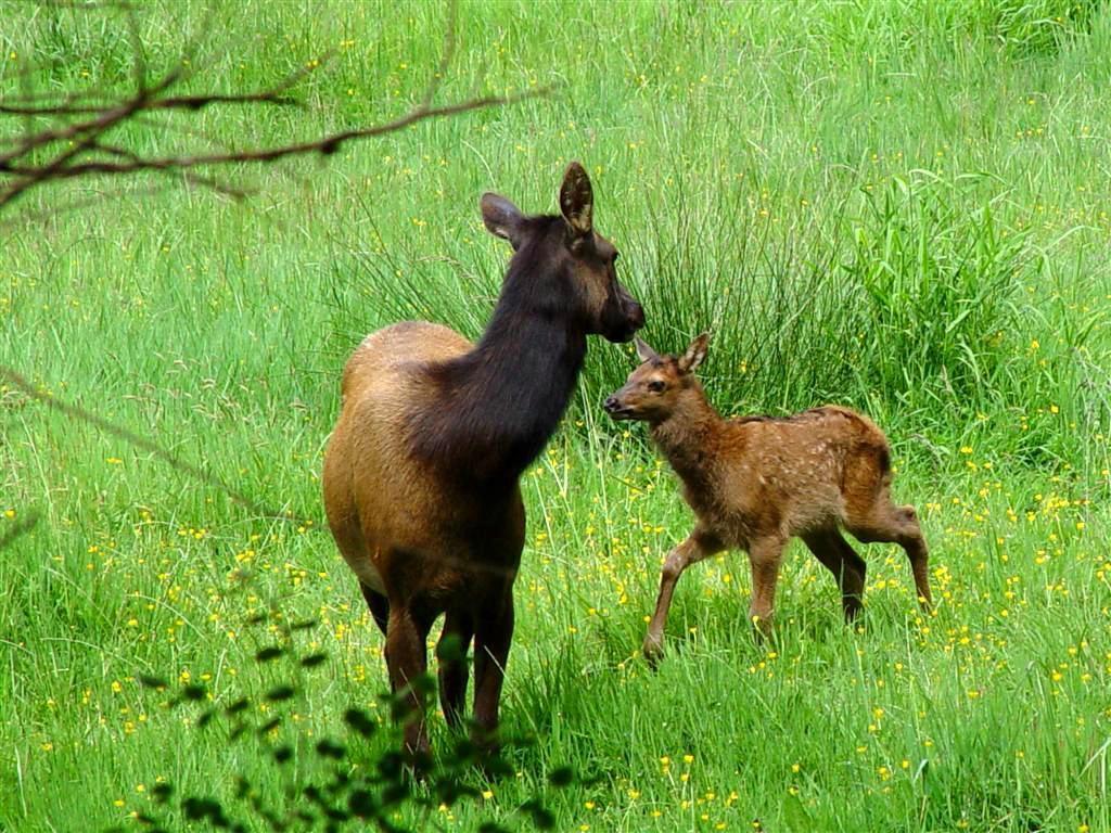 1024x768 Baby Animals Cute Animal Picture Of 200045 Wallpaper wallpaper
