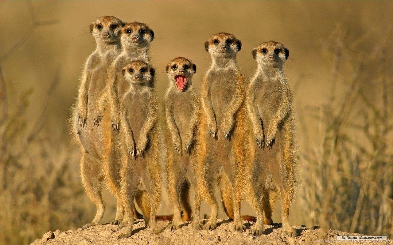 1280x800 Cute Animals Desktop Wallpaper Download Free Animal Cute Animals