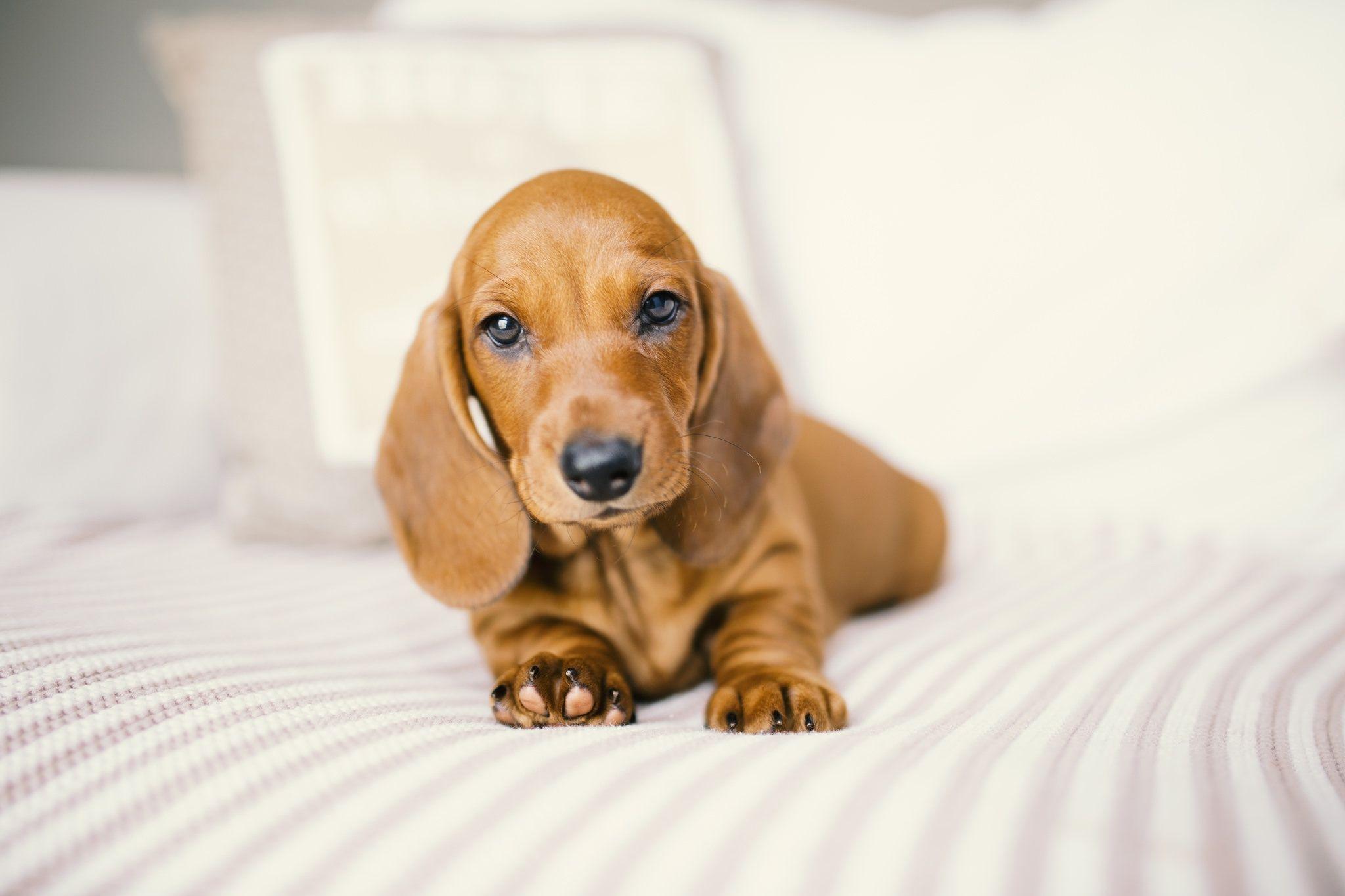 2048x1365 Wallpaper Dachshund Dogs Sweet Animals Cute Pretty Animals Wallpaper & Background Download