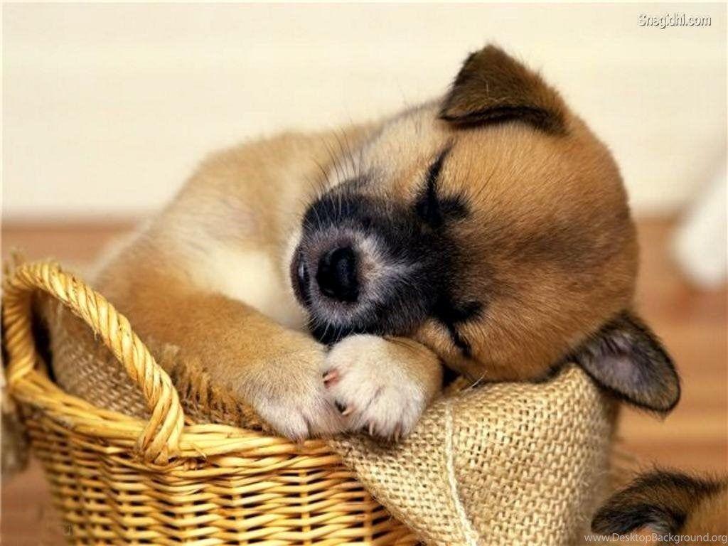 1024x768 Elegant Full HD Wallpaper Of Cute Animals