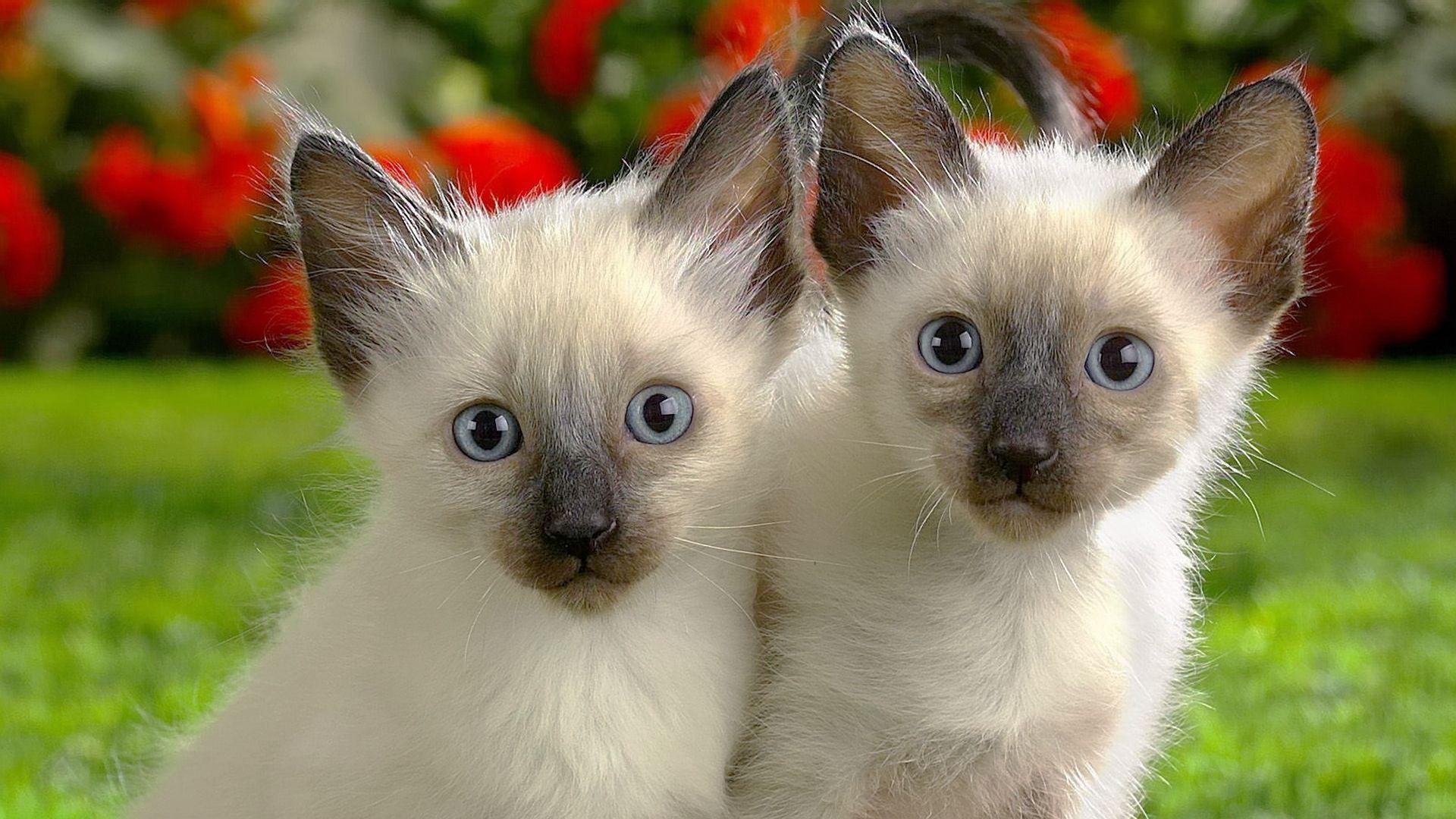 1920x1080 Beautiful Animals Cute Animals HQ Wallpaper 30. Beautifull