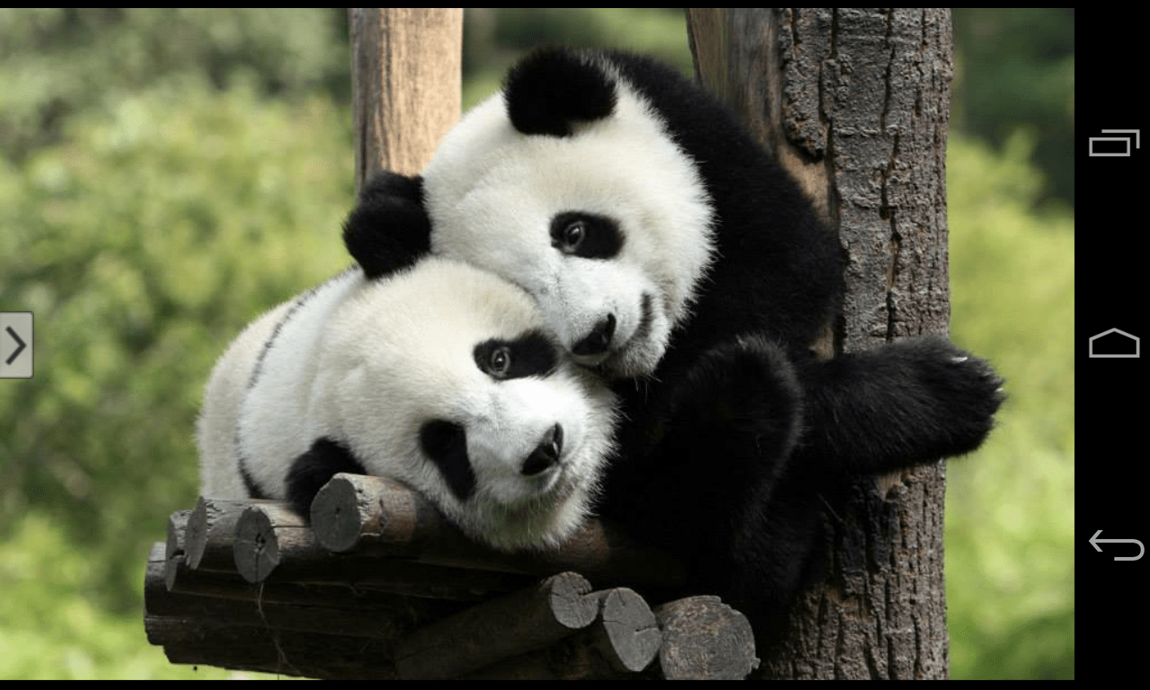 1280x768 Cute Animal Wallpaper and Picture Collection
