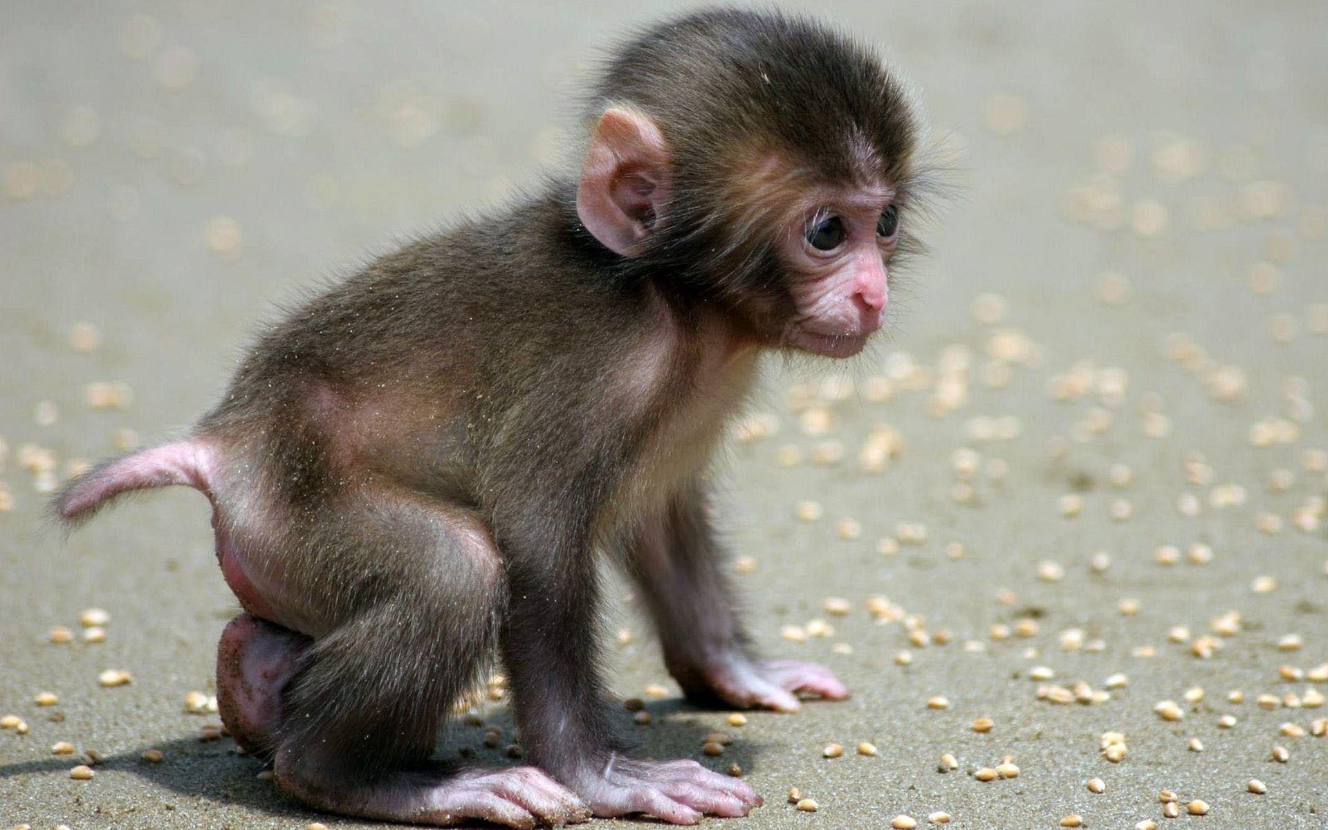 1920x1200 Wallpaper, desktop, monkey, baby, search, animals, cute