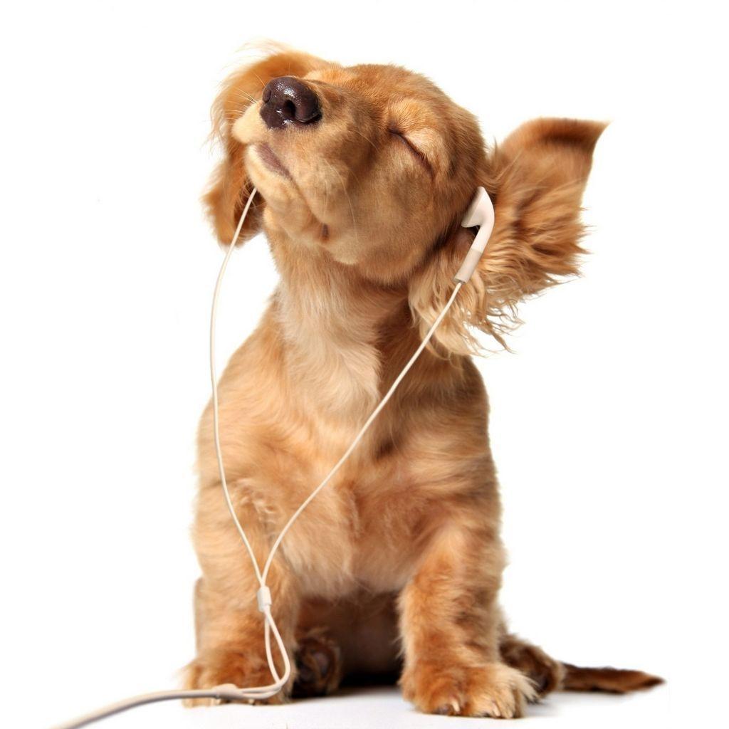 1024x1024 Cute Animal Wallpaper Wallpaper 1024x1024